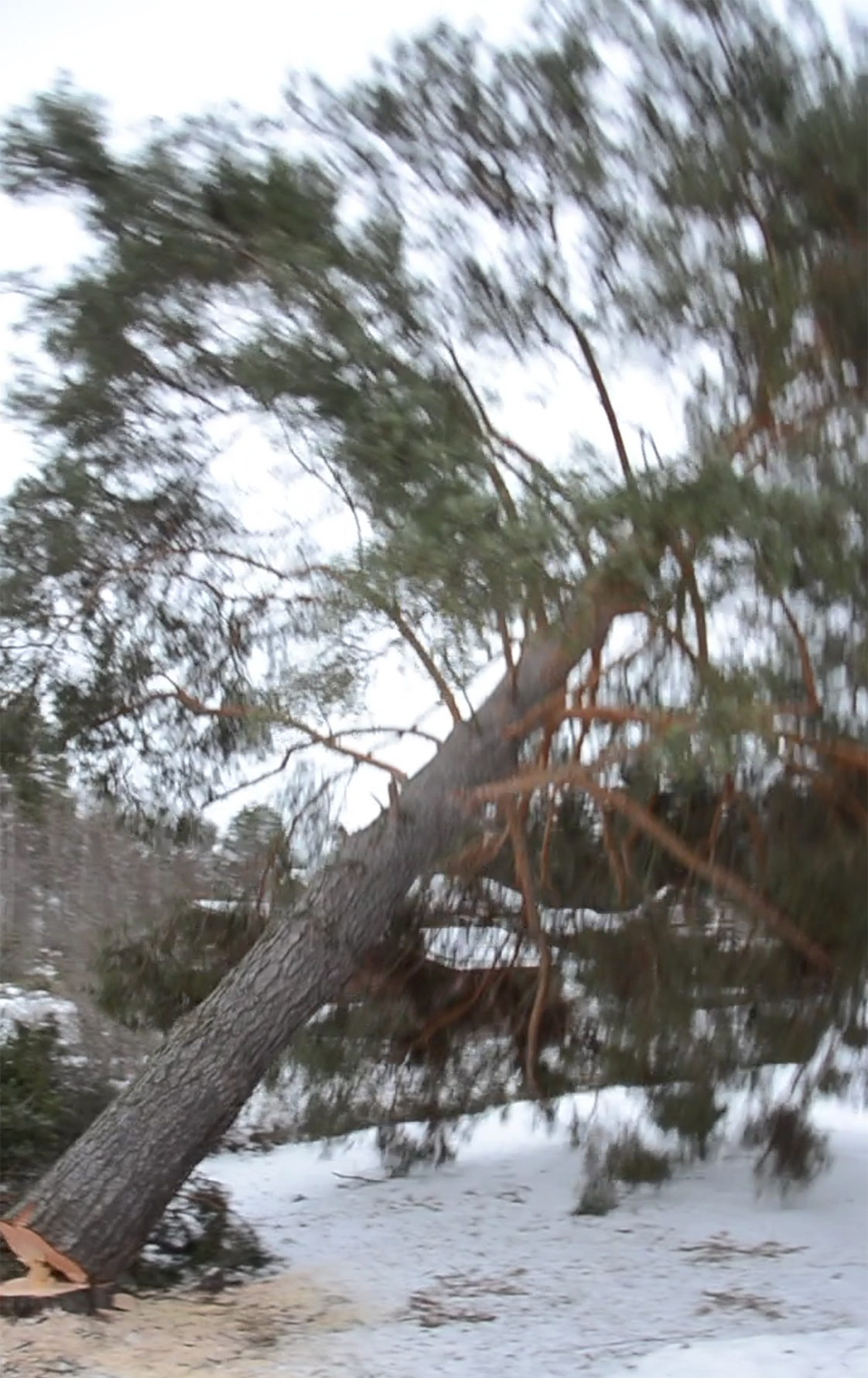 Röste.nu – Bygdens Nytt nr 1 2022 – Nyheter – Stormskadad tall fälldes vid Dönjegården
