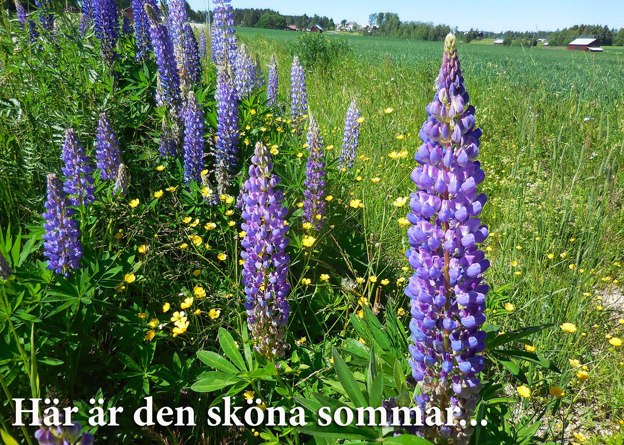 Röste.nu – Bygdens Nytt nr 3 2017 – Småsaker med Pär Nordqvist – Här är den sköna sommar...