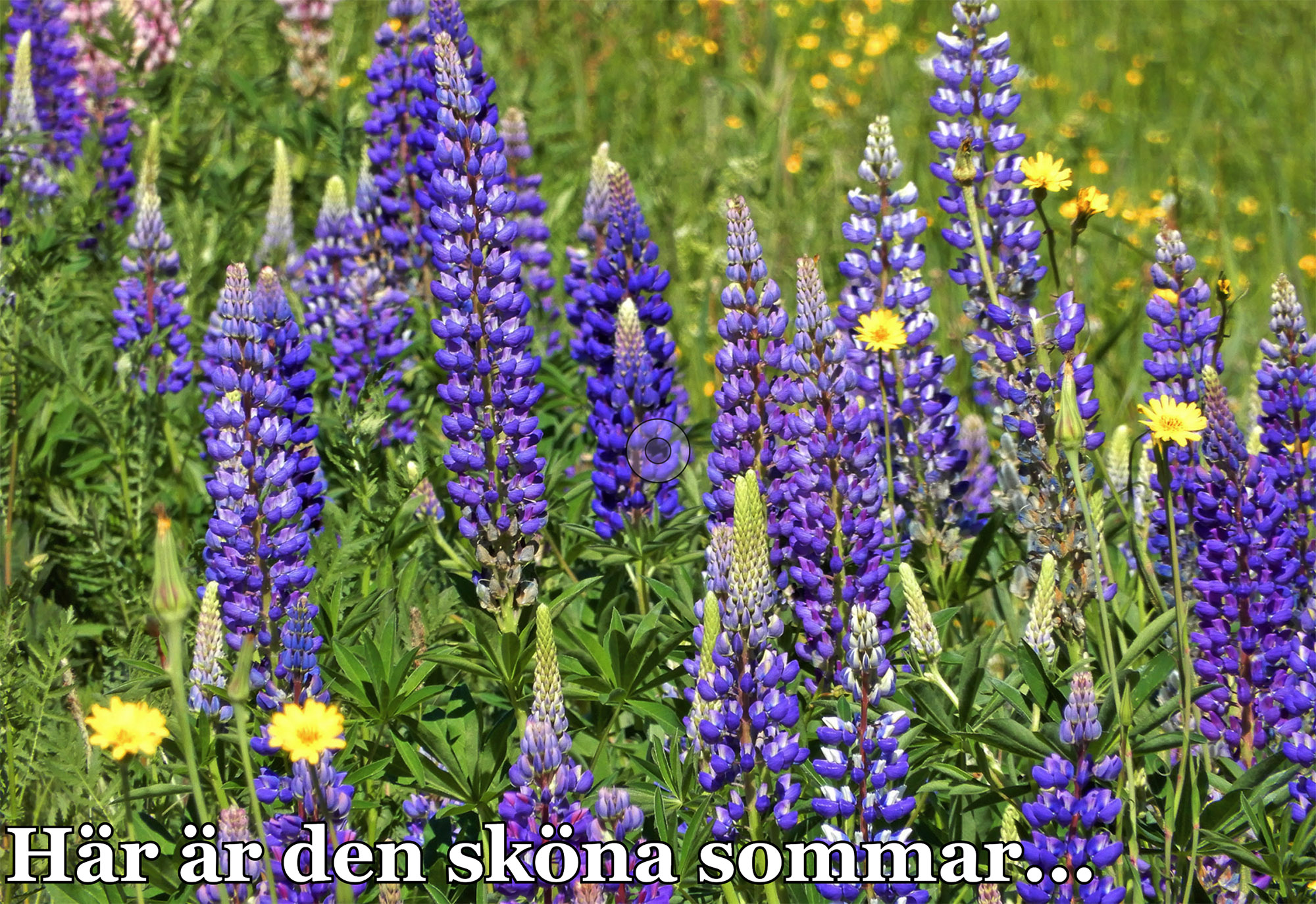 Röste.nu – Bygdens Nytt nr 3 2018 – Småsaker med Pär Nordqvist – Här är den sköna sommar