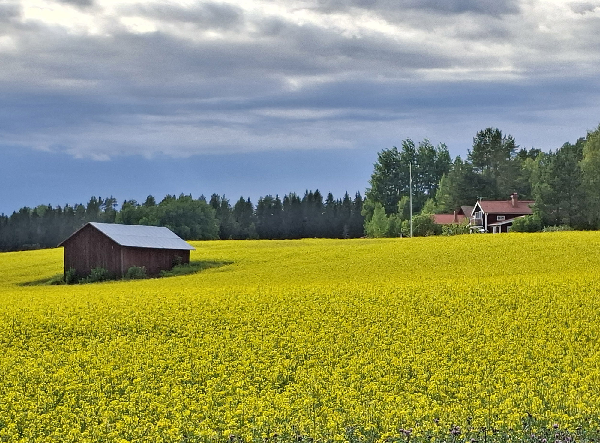 Röste.nu – Bygdens Nytt nr 3 2026 – Småsaker med Pär Nordqvist – Rapsen gror (eller grodde) i Röste