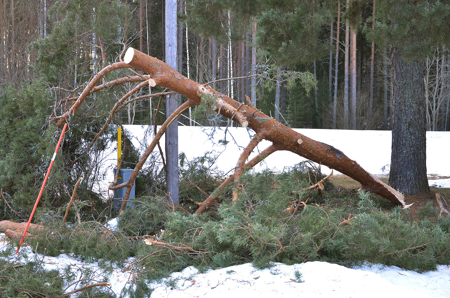 Röste.nu – Nyheter – 70-arig tall vid Dönjegården blåste av 2022