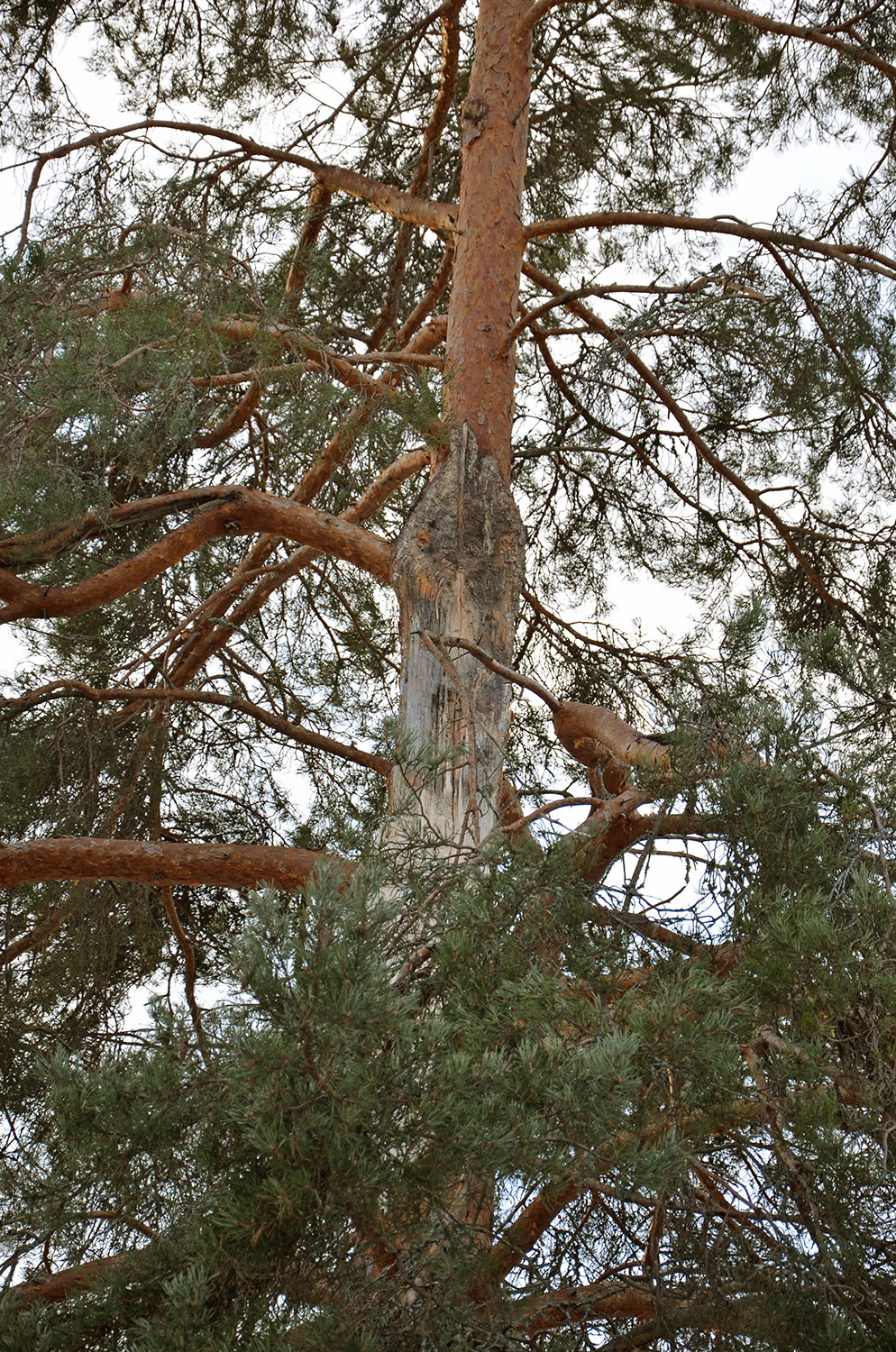 Röste.nu – 70-arig tall vid Dönjegården blåste av 2022