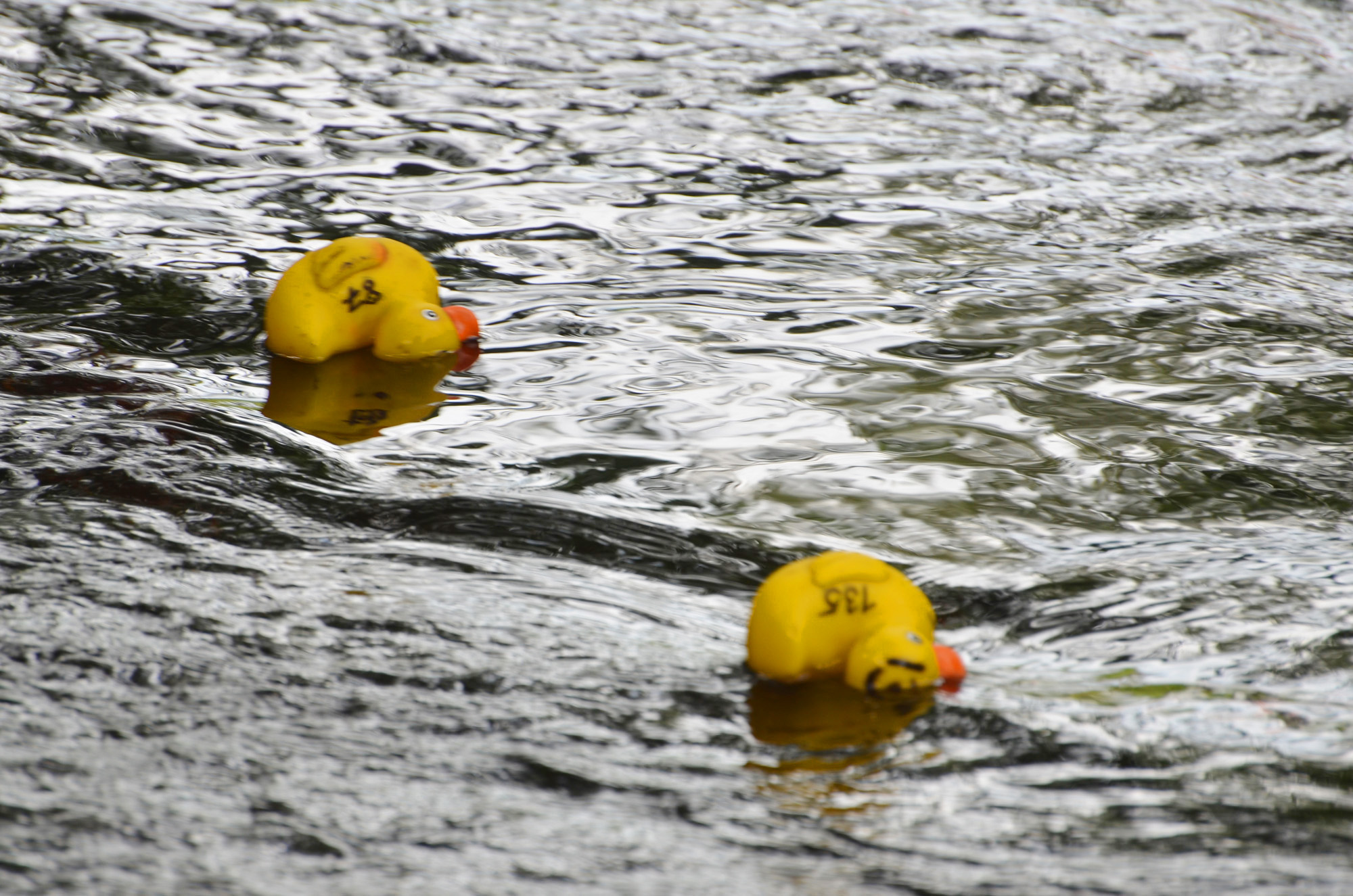 Röste.nu – Ännu ett snabbt ankrace i Galvån 2024