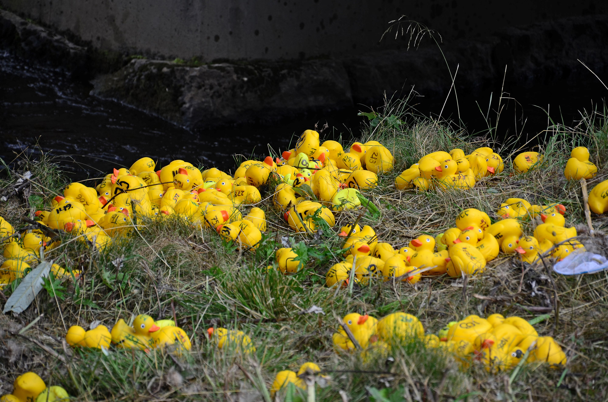 Röste.nu – Slutsålt inför lördagens ankrace
