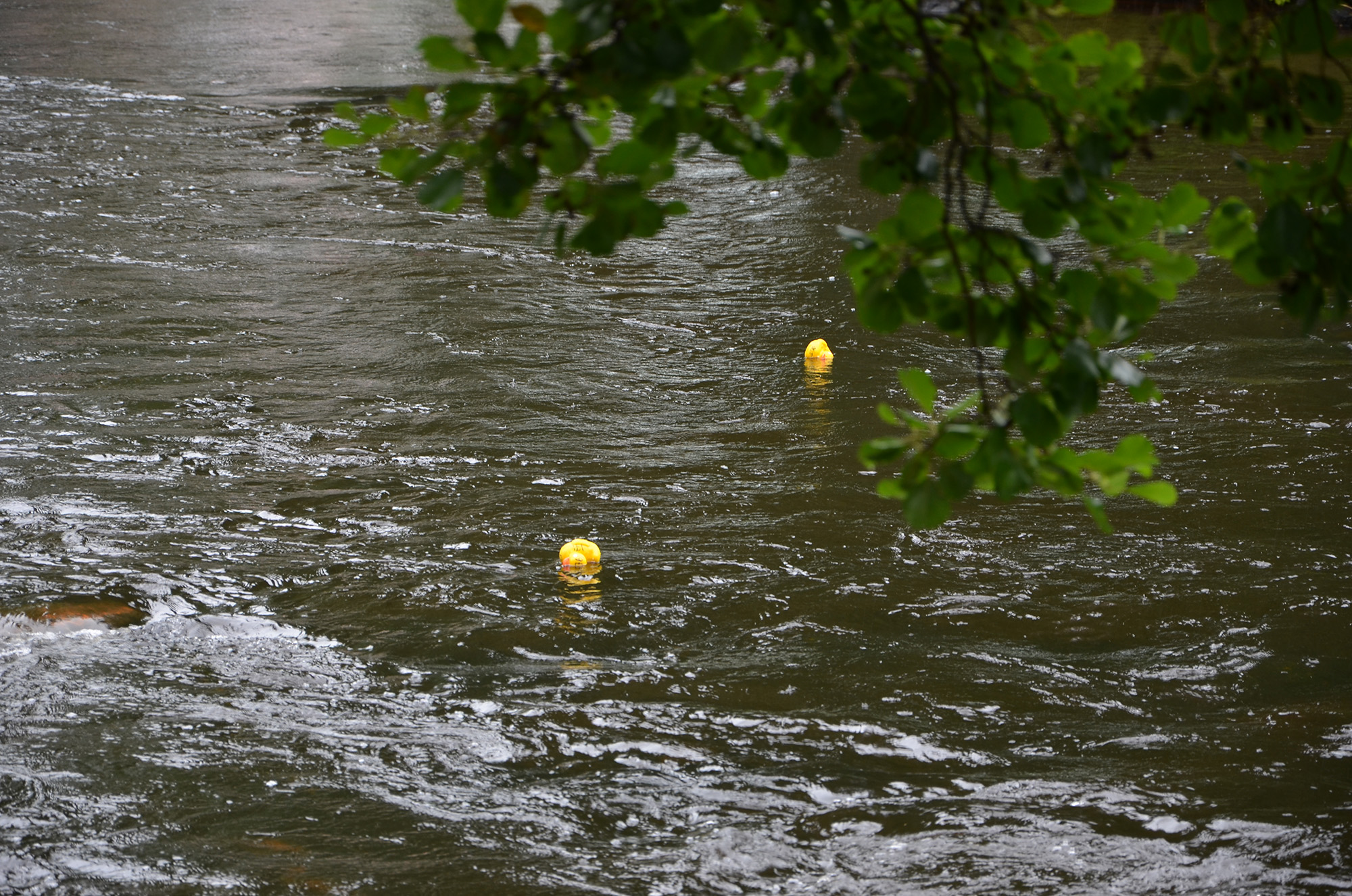 Röste.nu – Ankrace i Galvån 20220806 – Ankor på väg in