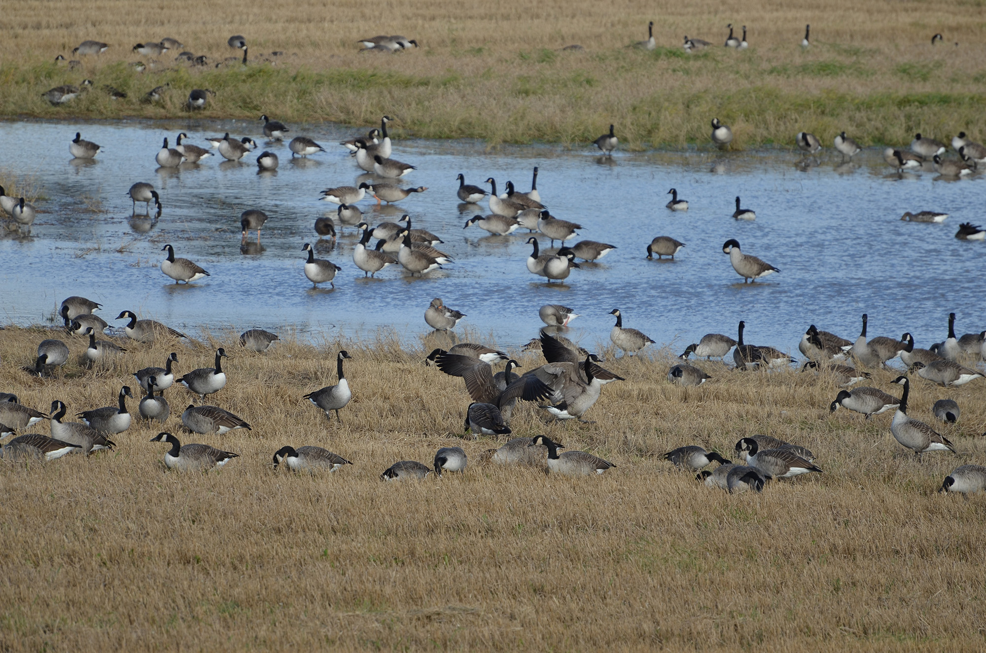 Röste.nu – Fågelsjön mitt i Röste återuppstod 2023