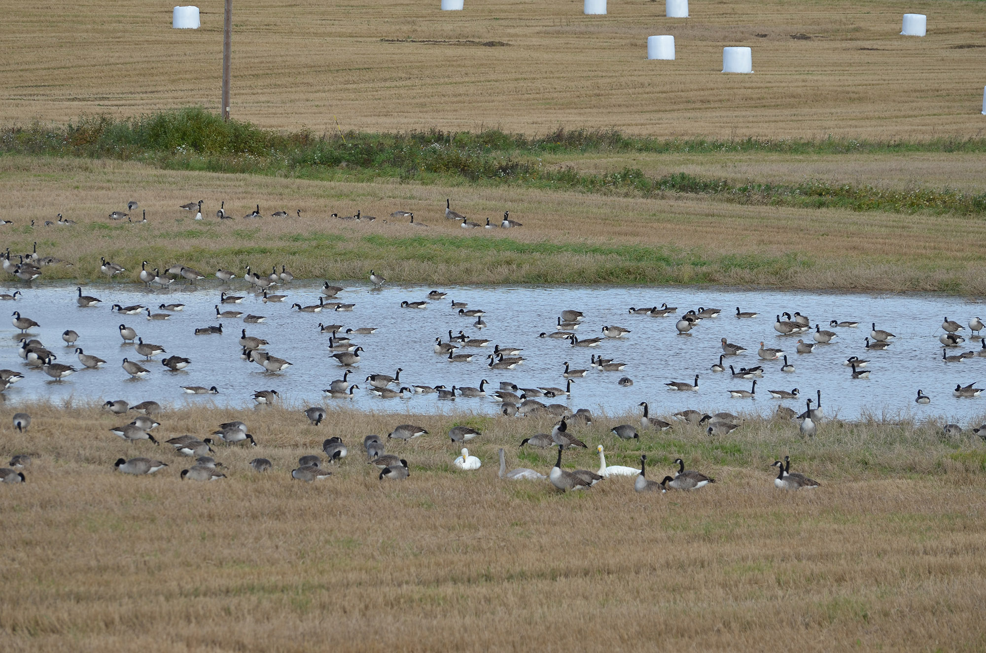 Röste.nu – Fågelsjön mitt i Röste återuppstod 2023