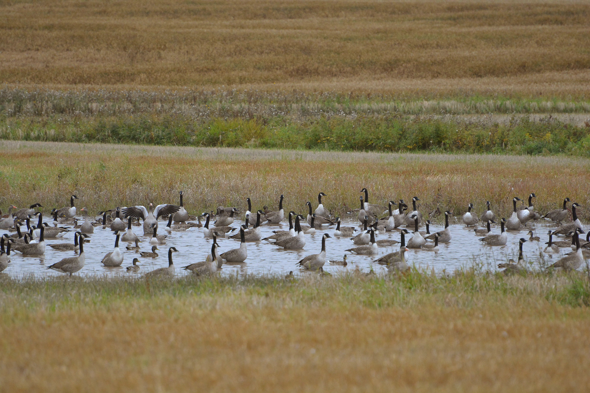 Röste.nu – Rikt fågelliv på Rösteåker 2021