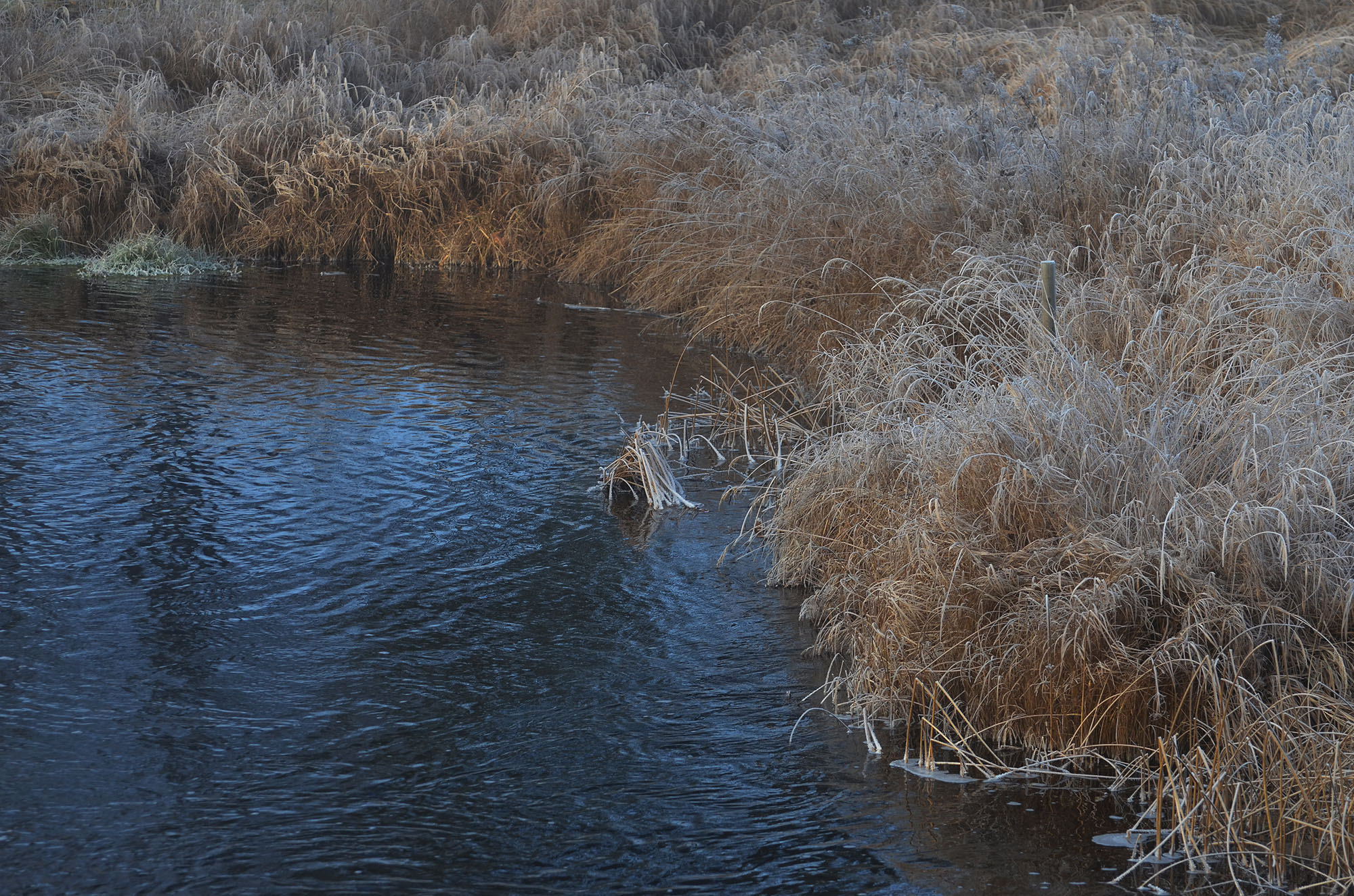 Röste.nu – Vass(t) vid Galvån 2024