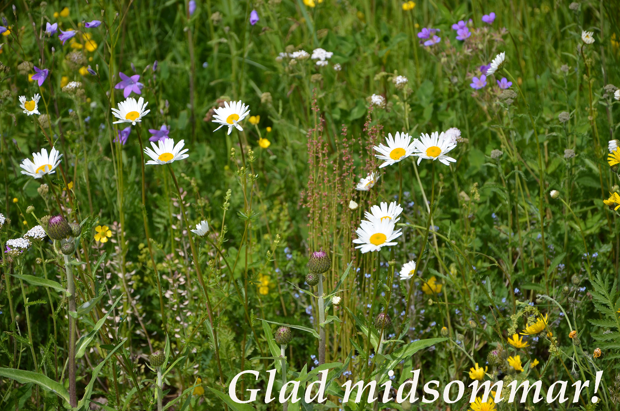 Röste.nu – Glad midsommar 2024