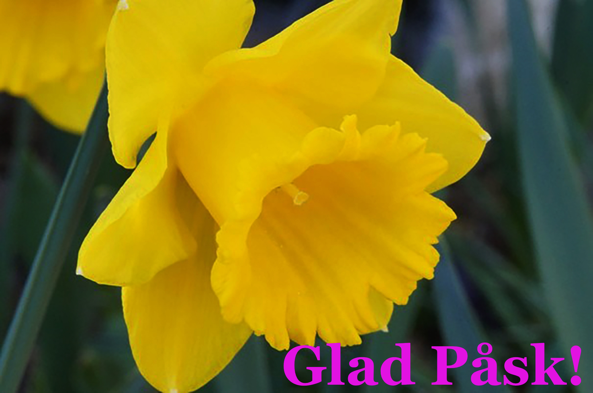 Röste.nu – Glad Påsk 2024