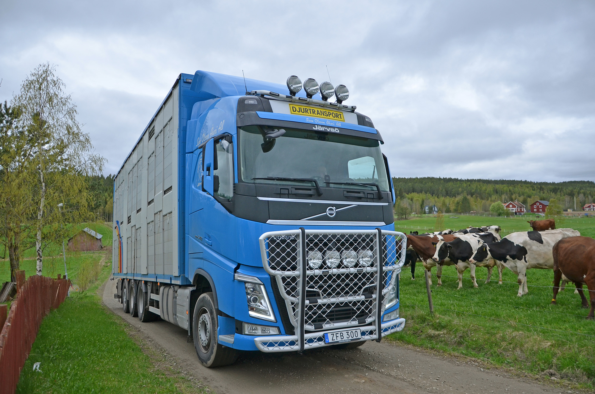 Röste.nu – Kosläpp i Holmo 2021