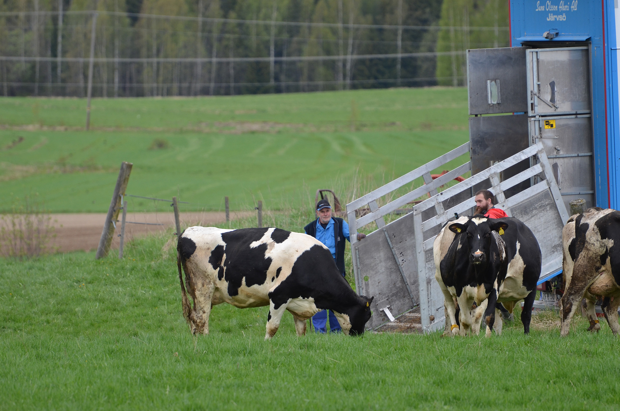 Röste.nu – Kosläpp i Holmo 2021