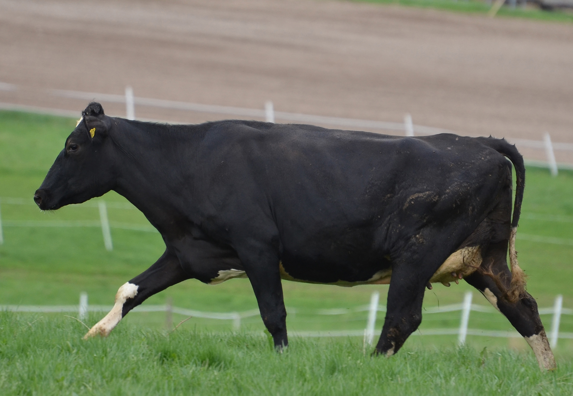 Röste.nu – Kosläpp i Holmo 2021