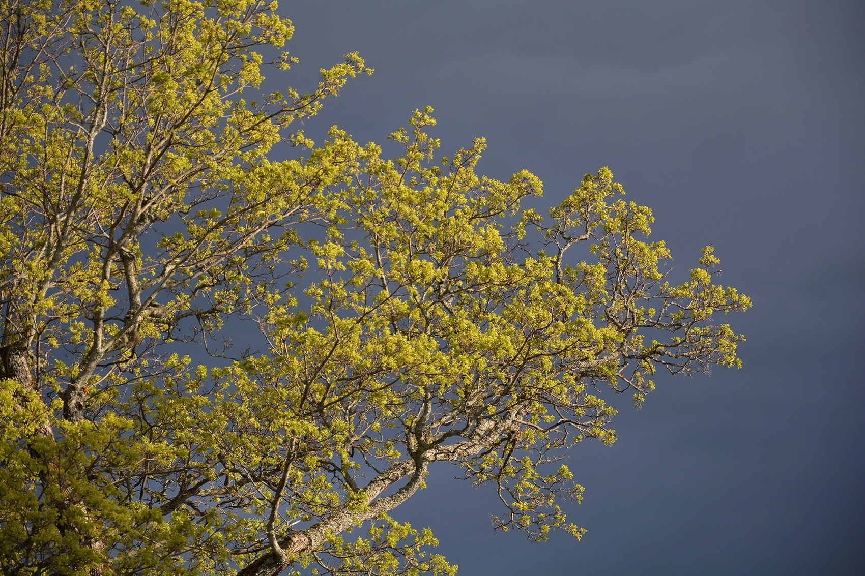 Röste.nu – Lönn mot blåbärsblå himmel 2021