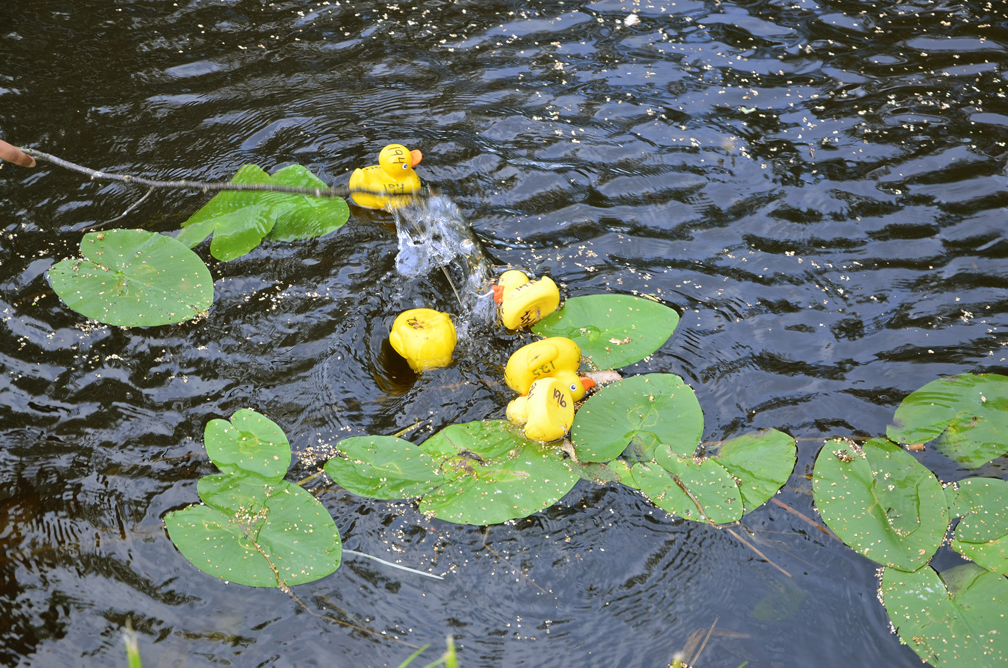 Röste.nu – Nyheter – Ny tjejtrio vann det 15:e ankracet 2021