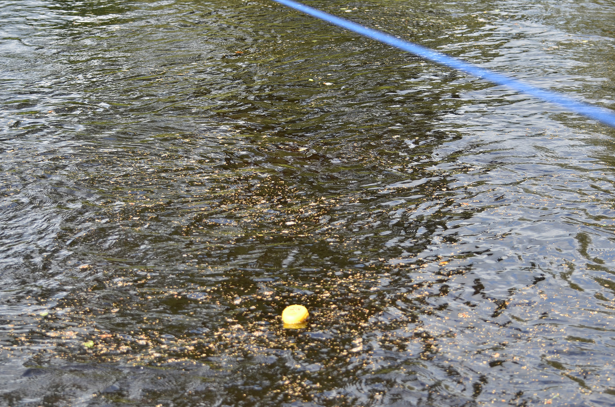 Röste.nu – Nyheter – Ny tjejtrio vann det 15:e ankracet 2021