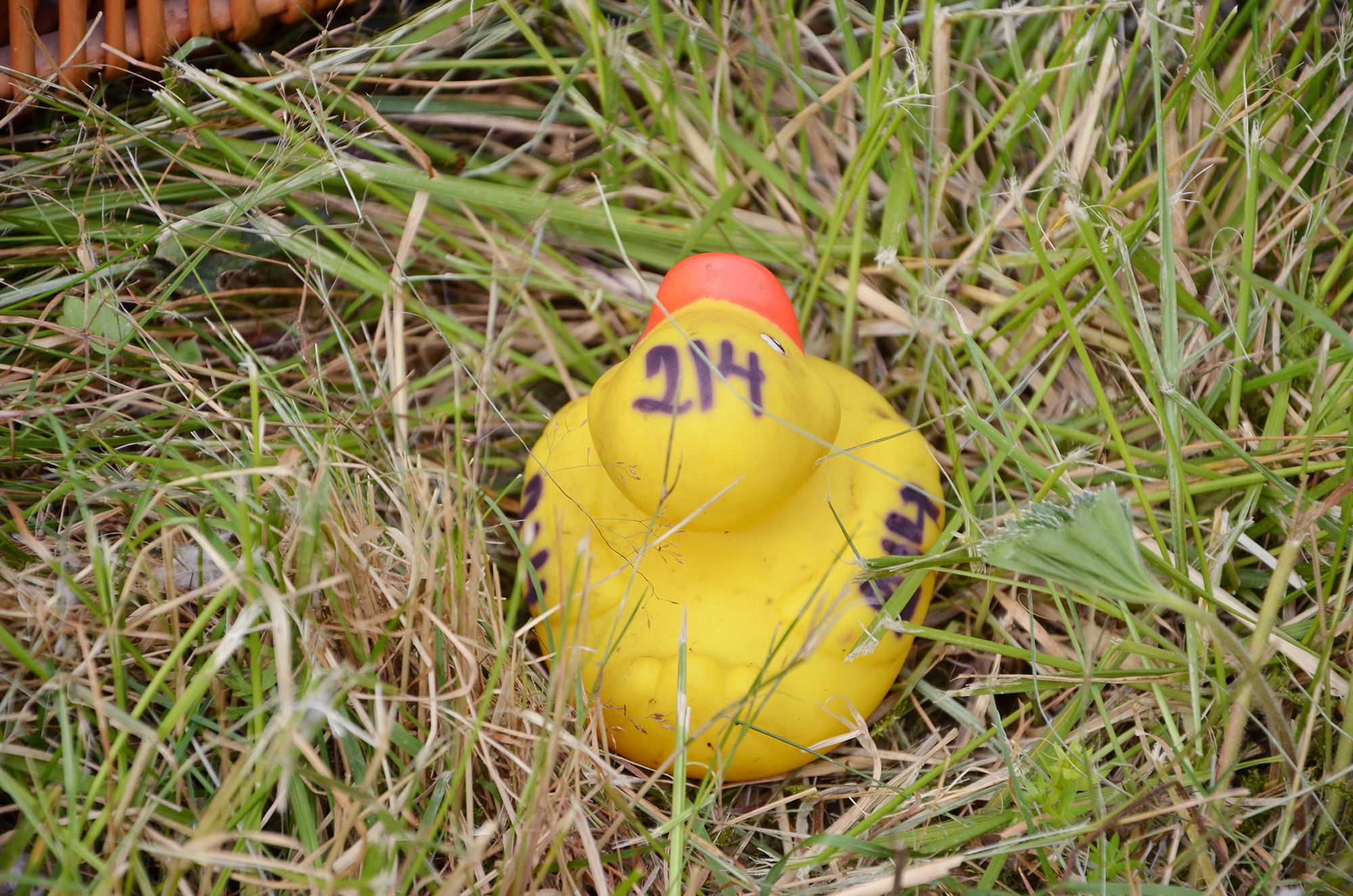 Röste.nu – Nyheter – Ny tjejtrio vann det 15:e ankracet 2021