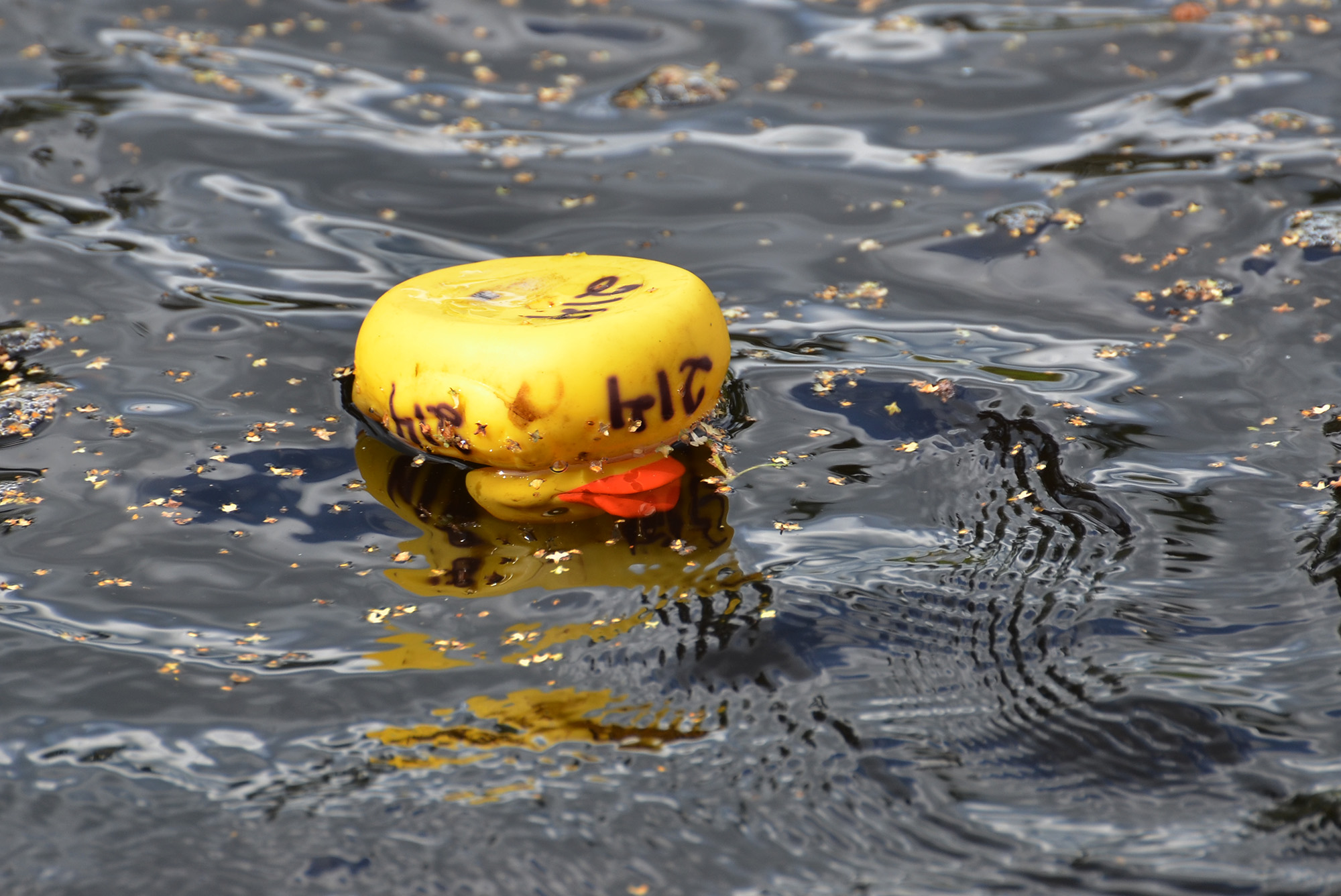 Röste.nu – Nyheter – Ny tjejtrio vann det 15:e ankracet 2021