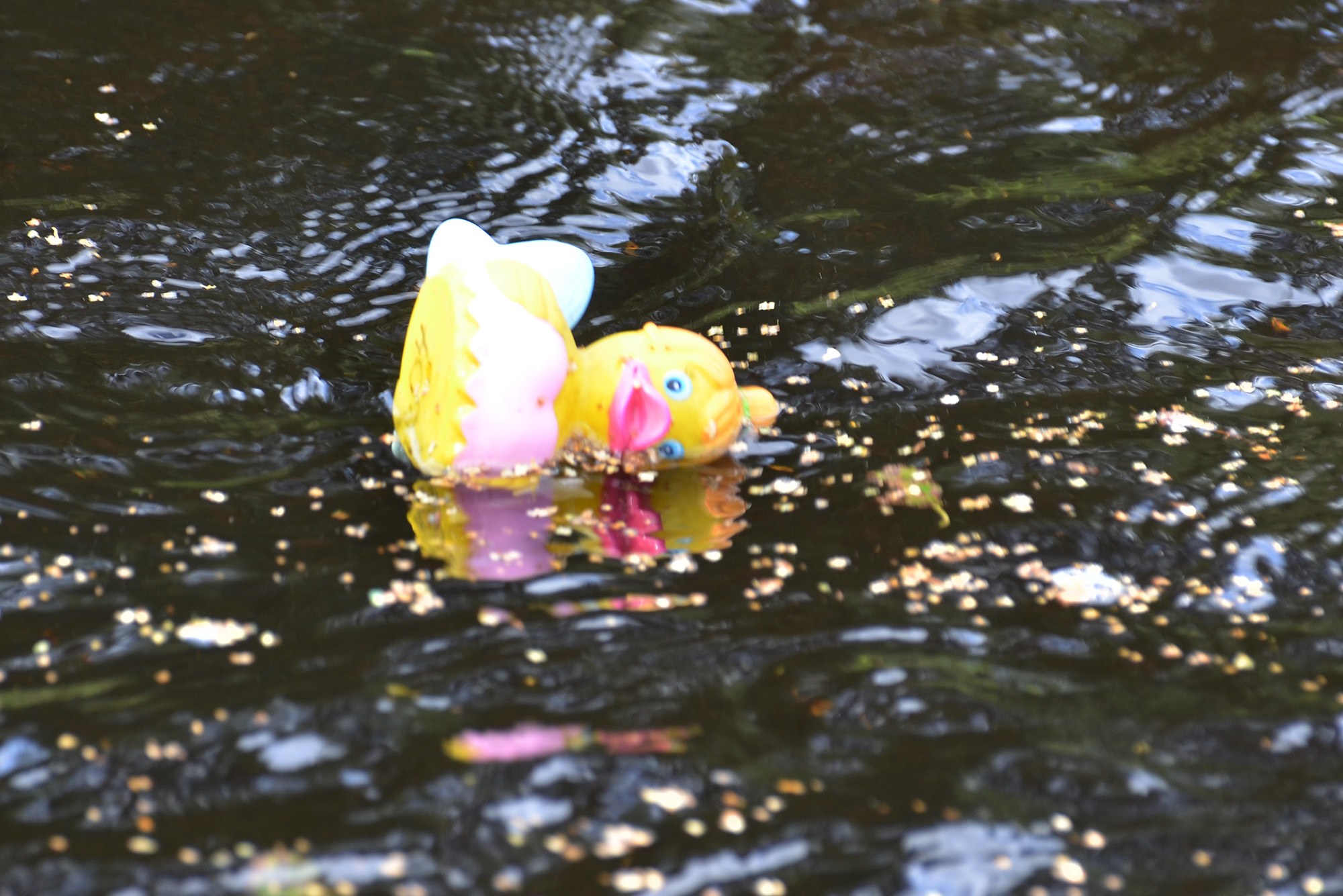 Röste.nu – Nyheter – Ny tjejtrio vann det 15:e ankracet 2021