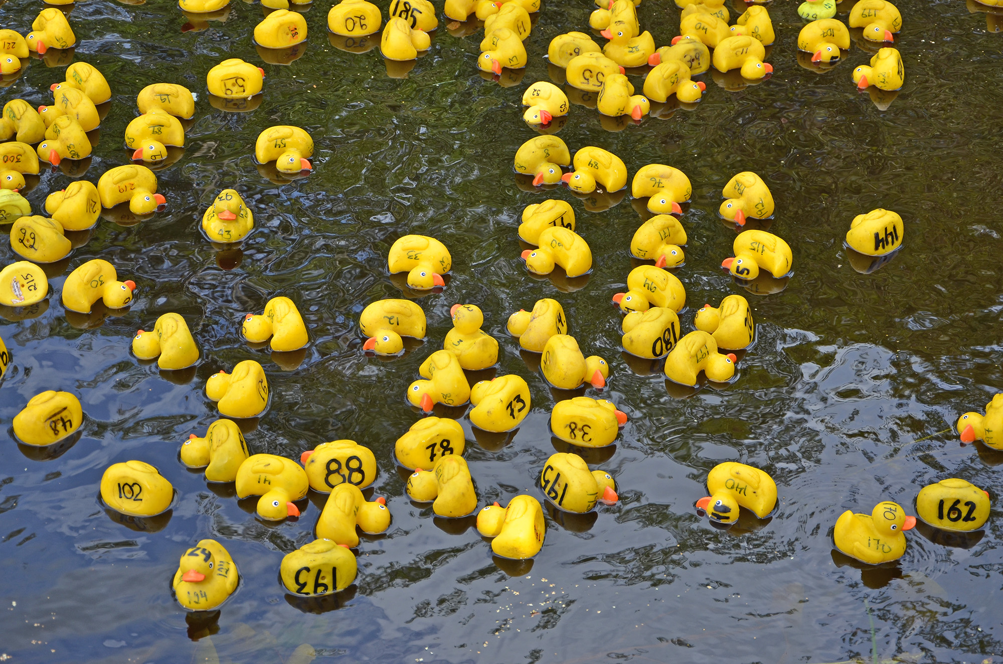 Röste.nu – Nyheter – Ny tjejtrio vann det 15:e ankracet 2021