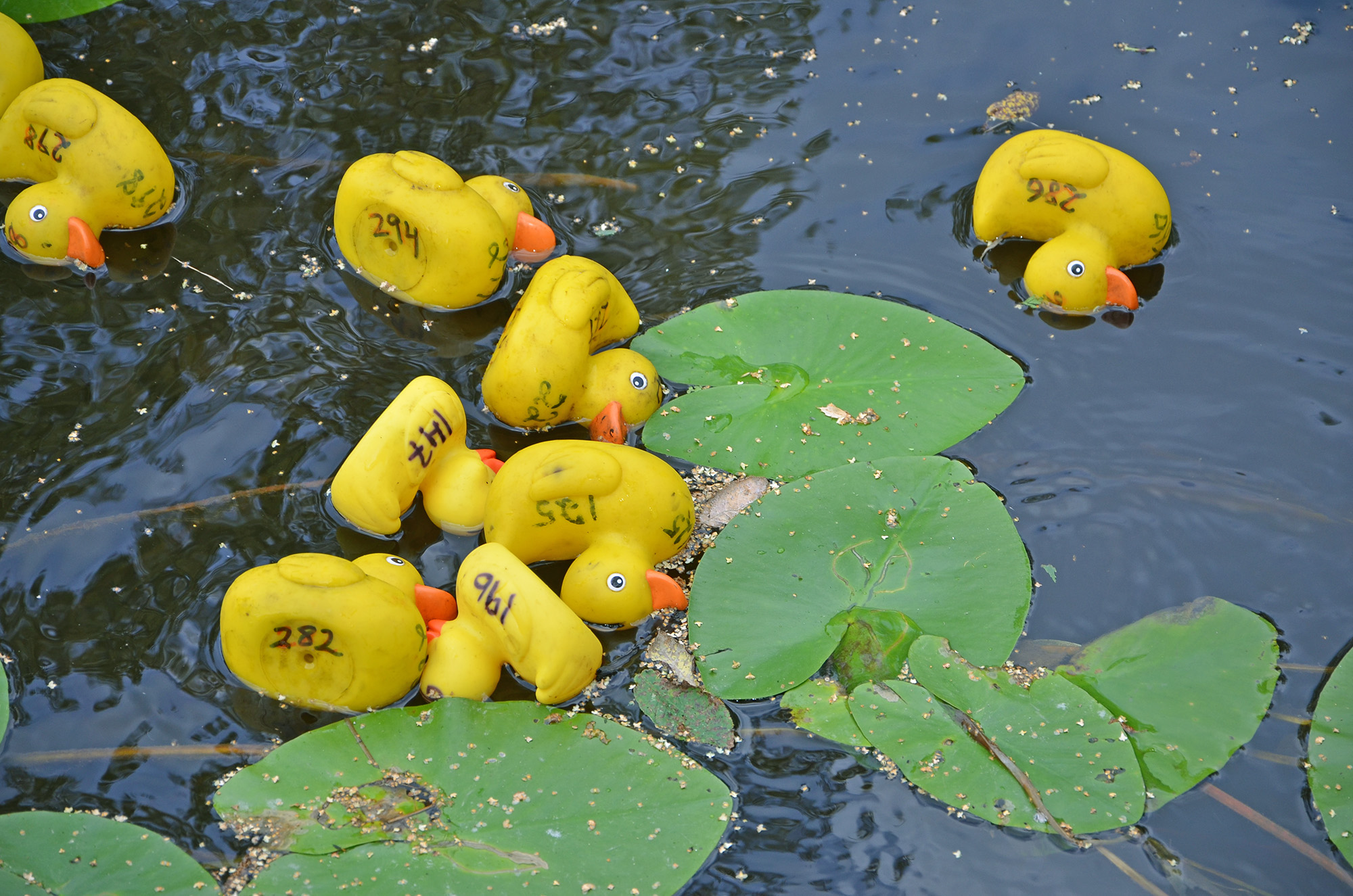Röste.nu – Nyheter – Ny tjejtrio vann det 15:e ankracet 2021