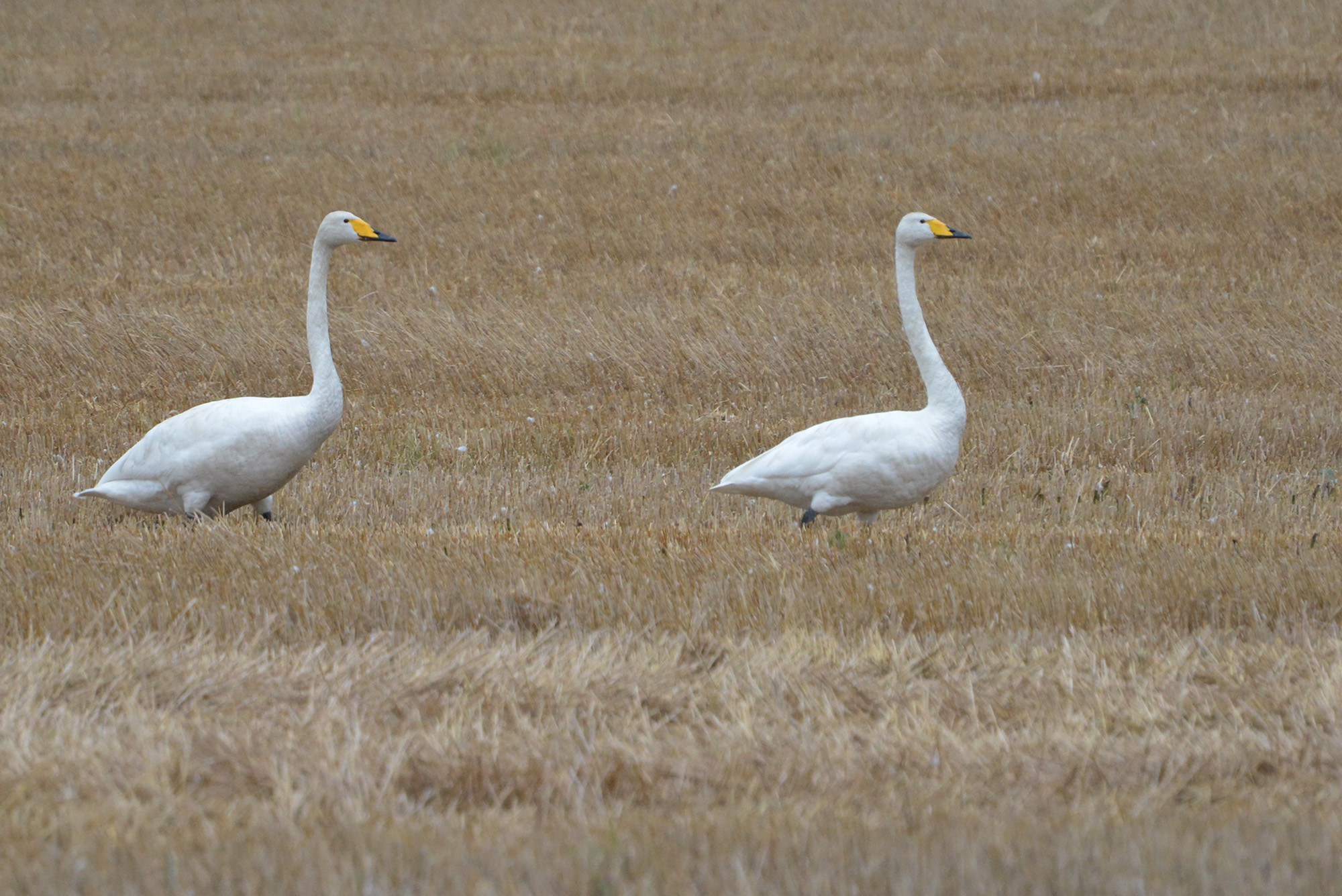 Röste.nu – Nyheter – ’’Fågelsjön’’ mitt i Röste 2021