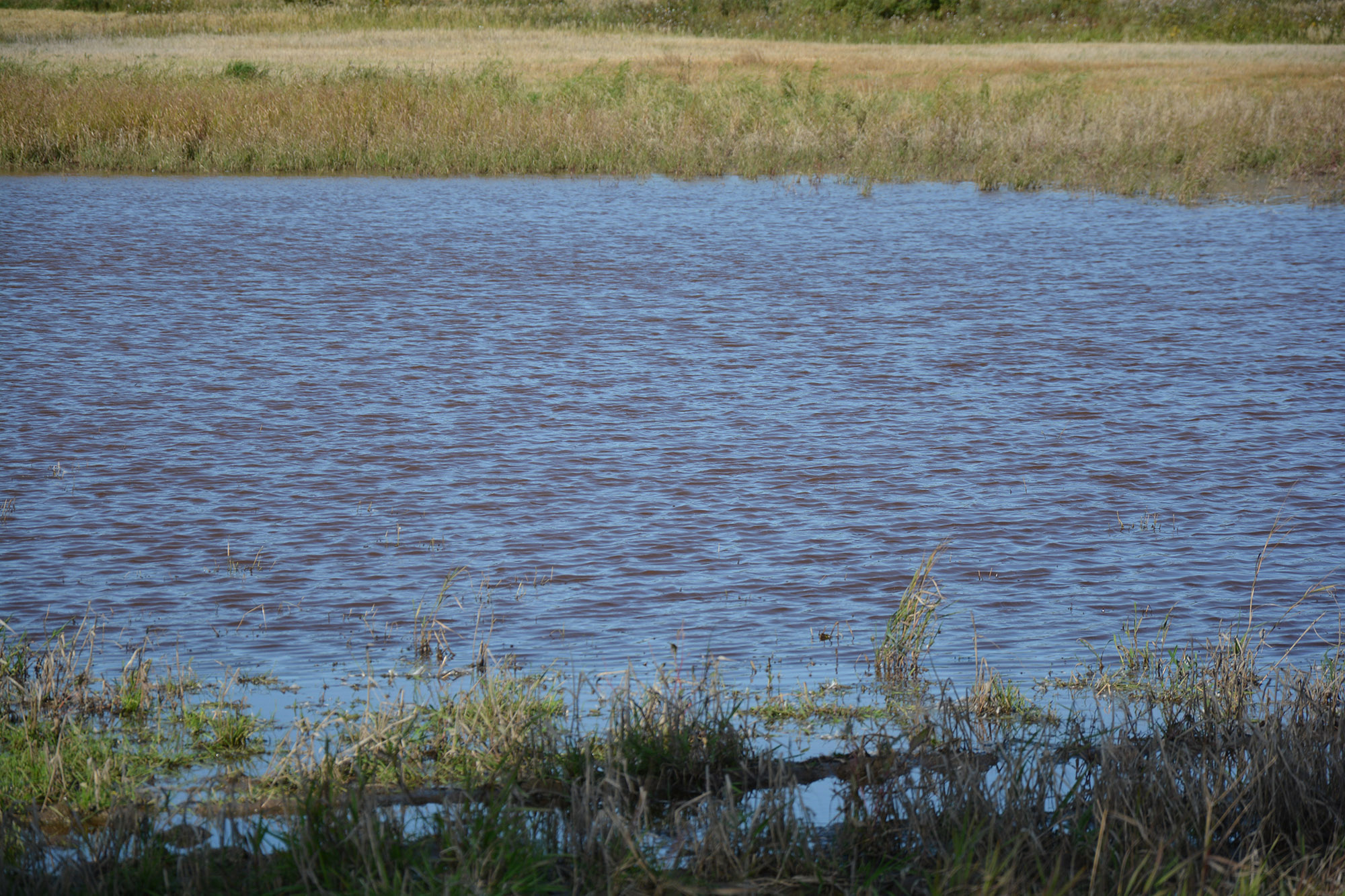Röste.nu – Nyheter – ’’Fågelsjön’’ mitt i Röste 2021