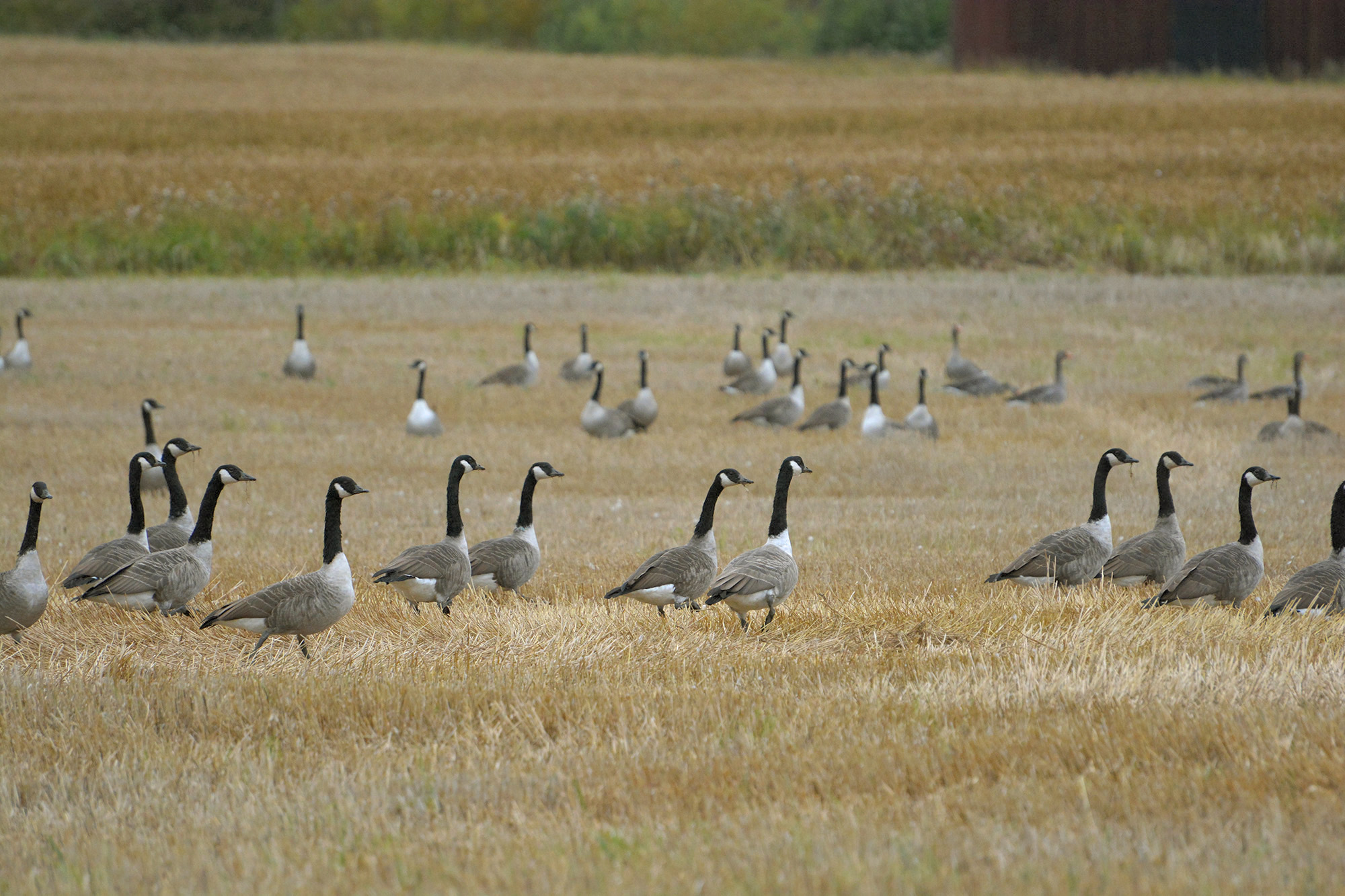 Röste.nu – Nyheter – ’’Fågelsjön’’ mitt i Röste 2021
