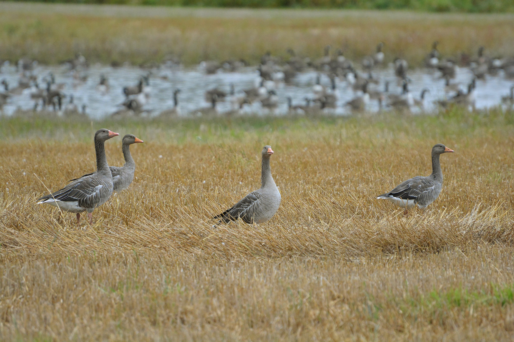 Röste.nu – Nyheter – ’’Fågelsjön’’ mitt i Röste 2021