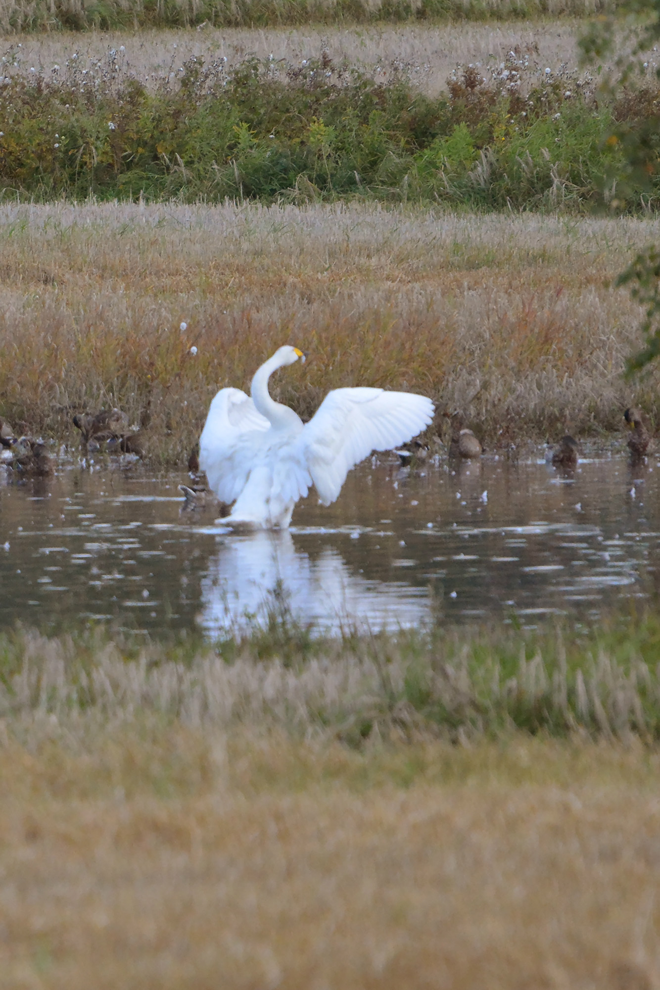 Röste.nu – Nyheter – ’’Fågelsjön’’ mitt i Röste 2021