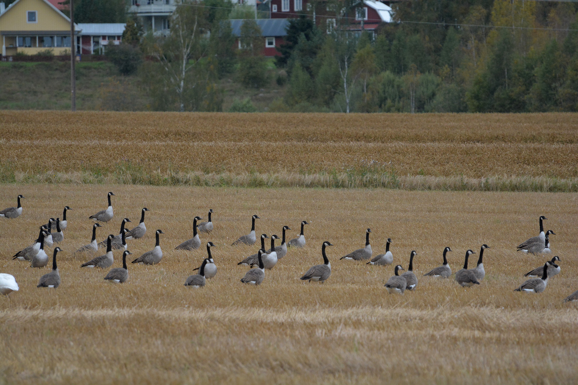 Röste.nu – Nyheter – ’’Fågelsjön’’ mitt i Röste 2021