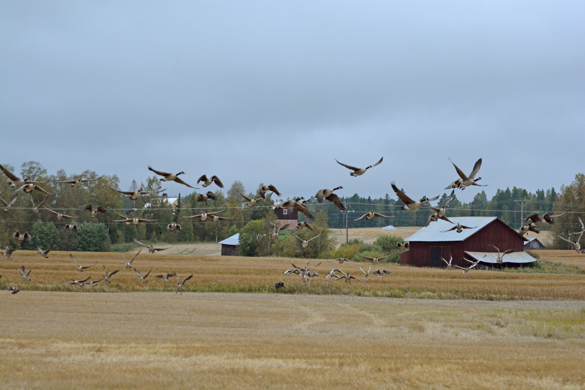 Röste.nu – Nyheter – ’’Fågelsjön’’ mitt i Röste 2021