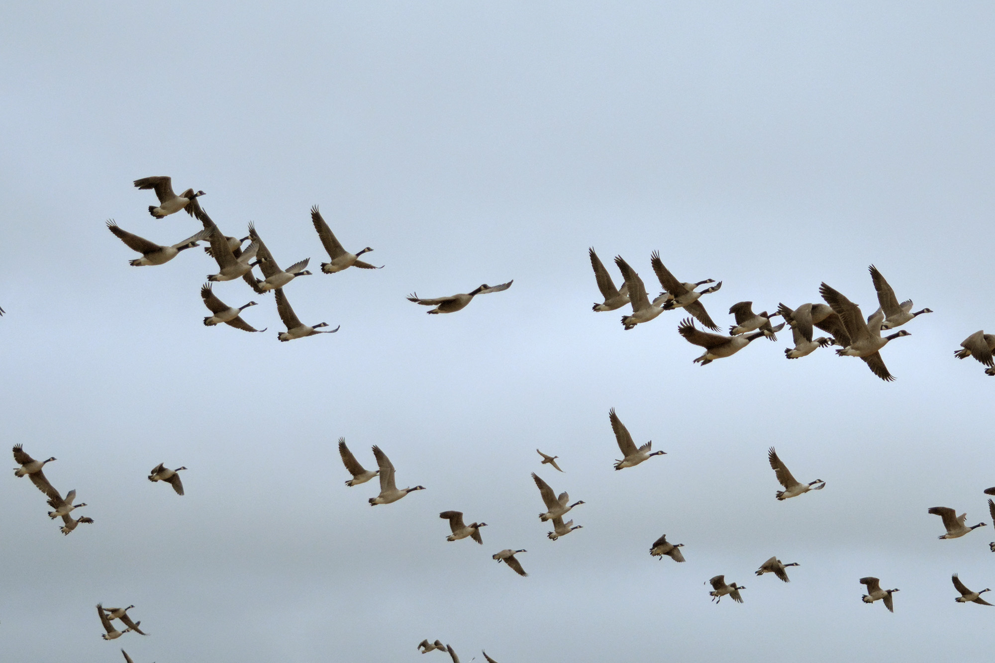 Röste.nu – Nyheter – ’’Fågelsjön’’ mitt i Röste 2021