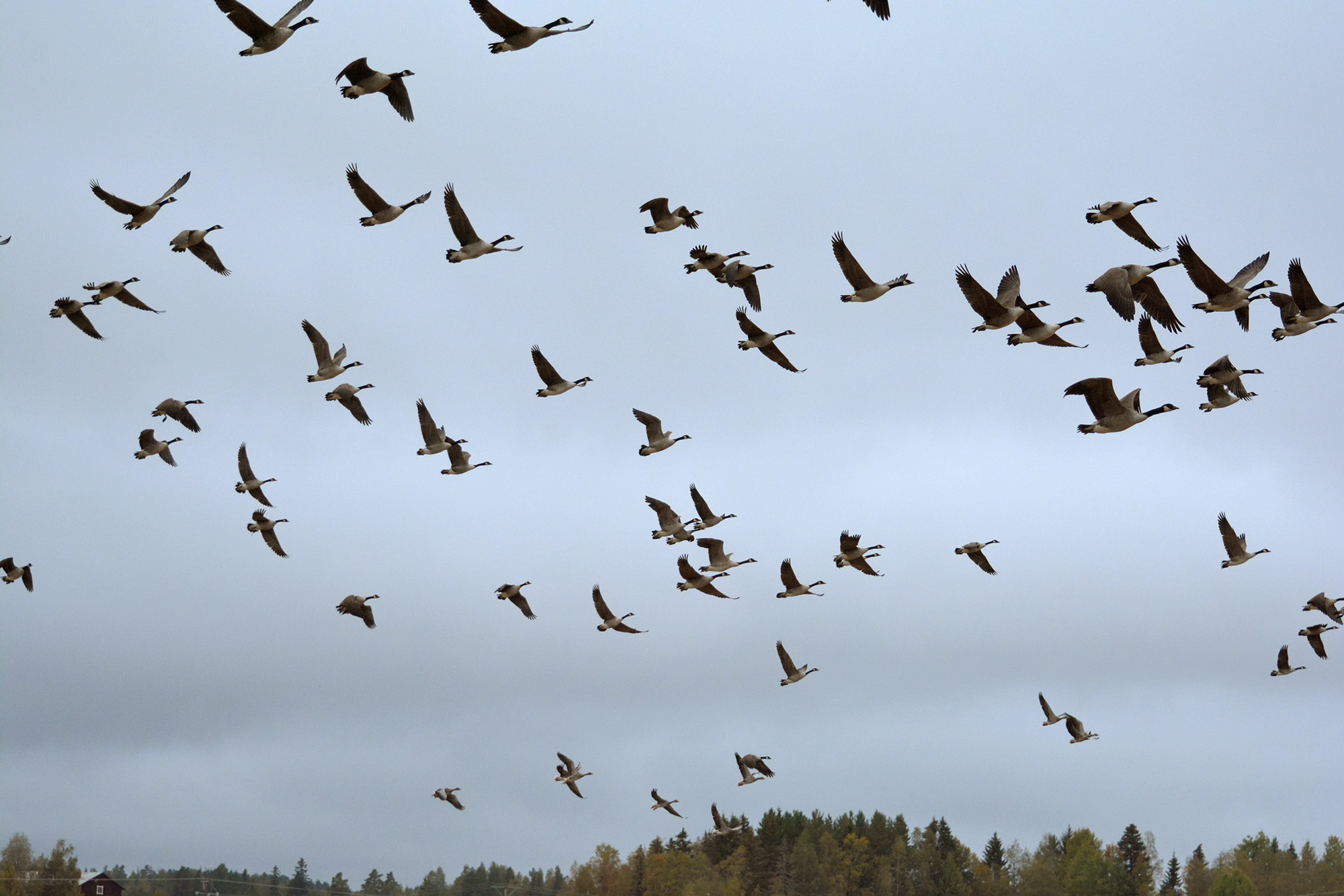 Röste.nu – Nyheter – ’’Fågelsjön’’ mitt i Röste 2021