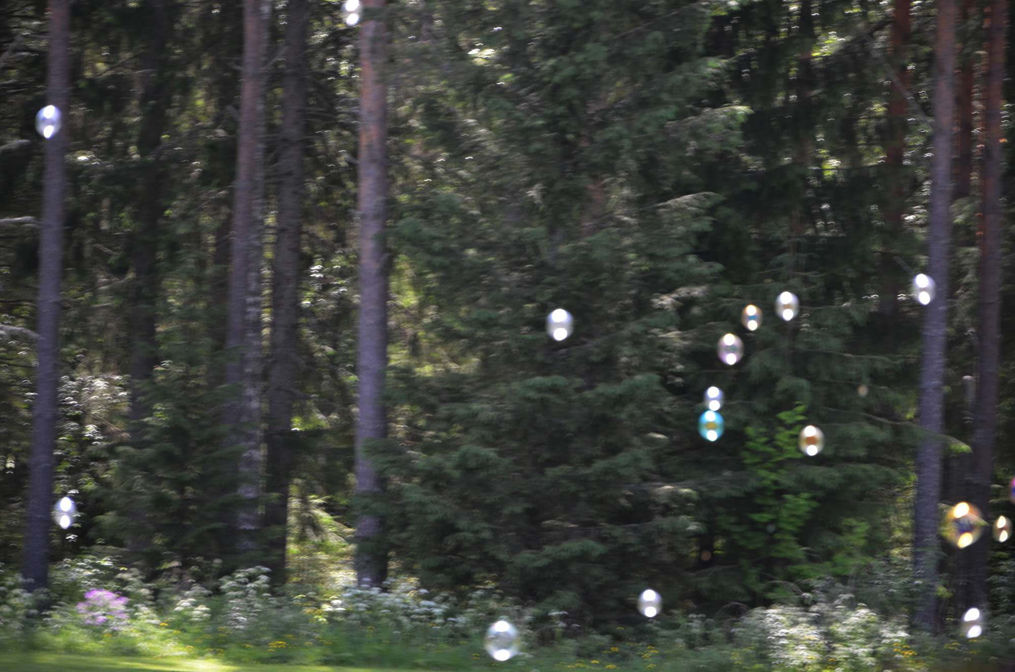 Röste.nu – Nyheter – En blågul dag i Röste 2024