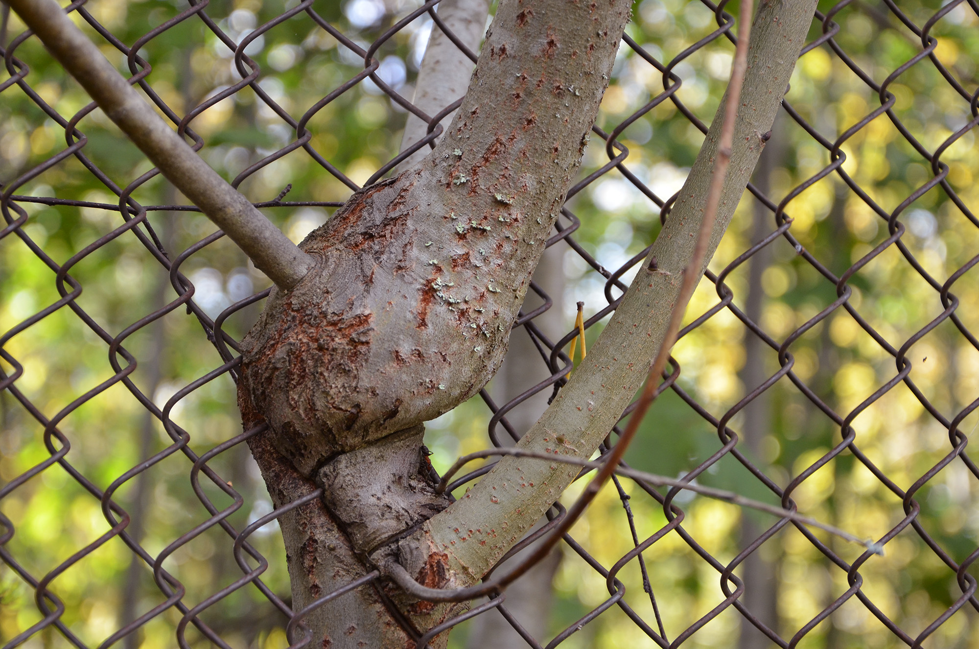 Röste.nu – Nyheter – Ny form på isbanan vid Dönjegården efter arbetsdag 2021