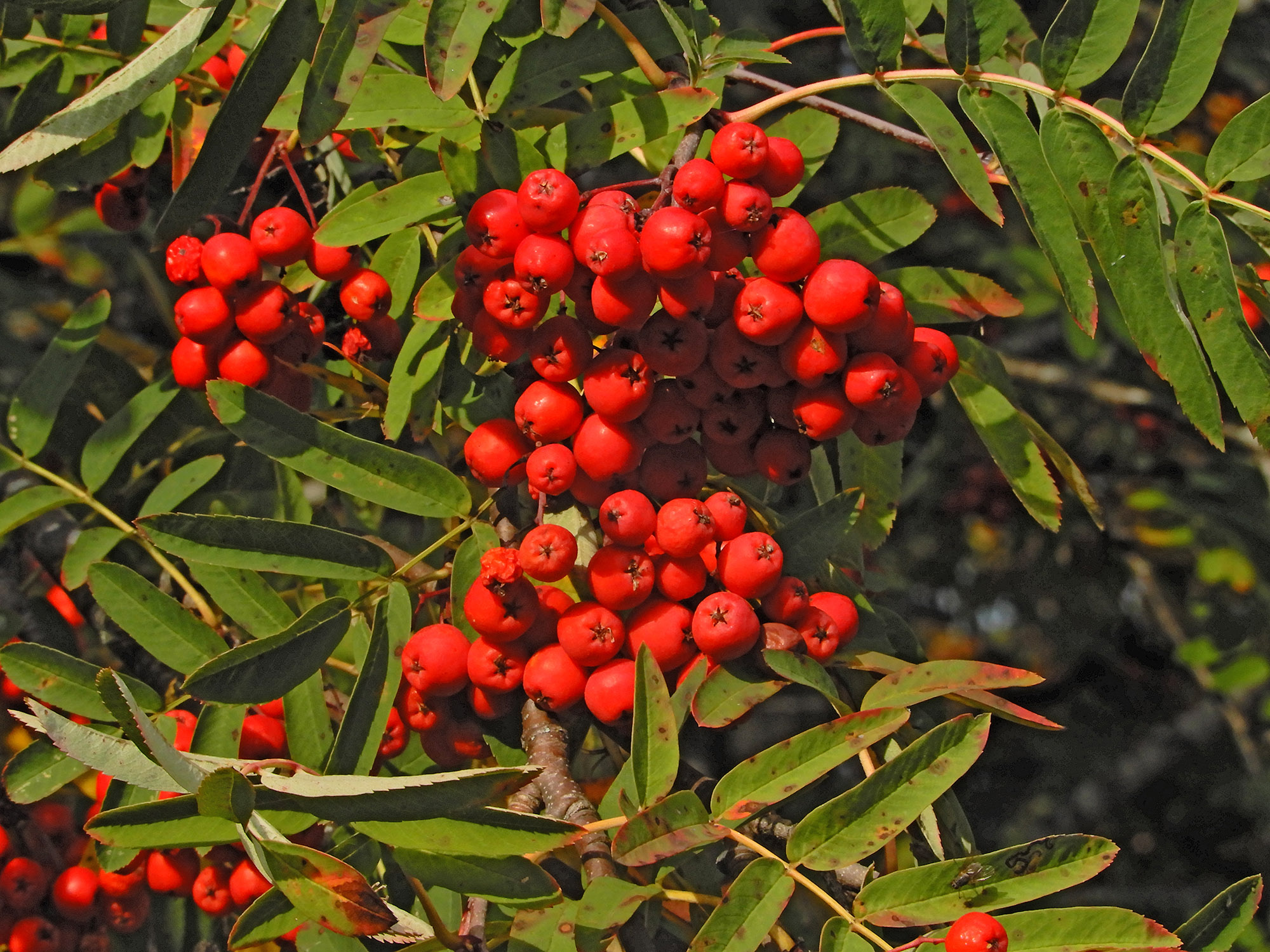 Röste.nu – Hösten är här 2024