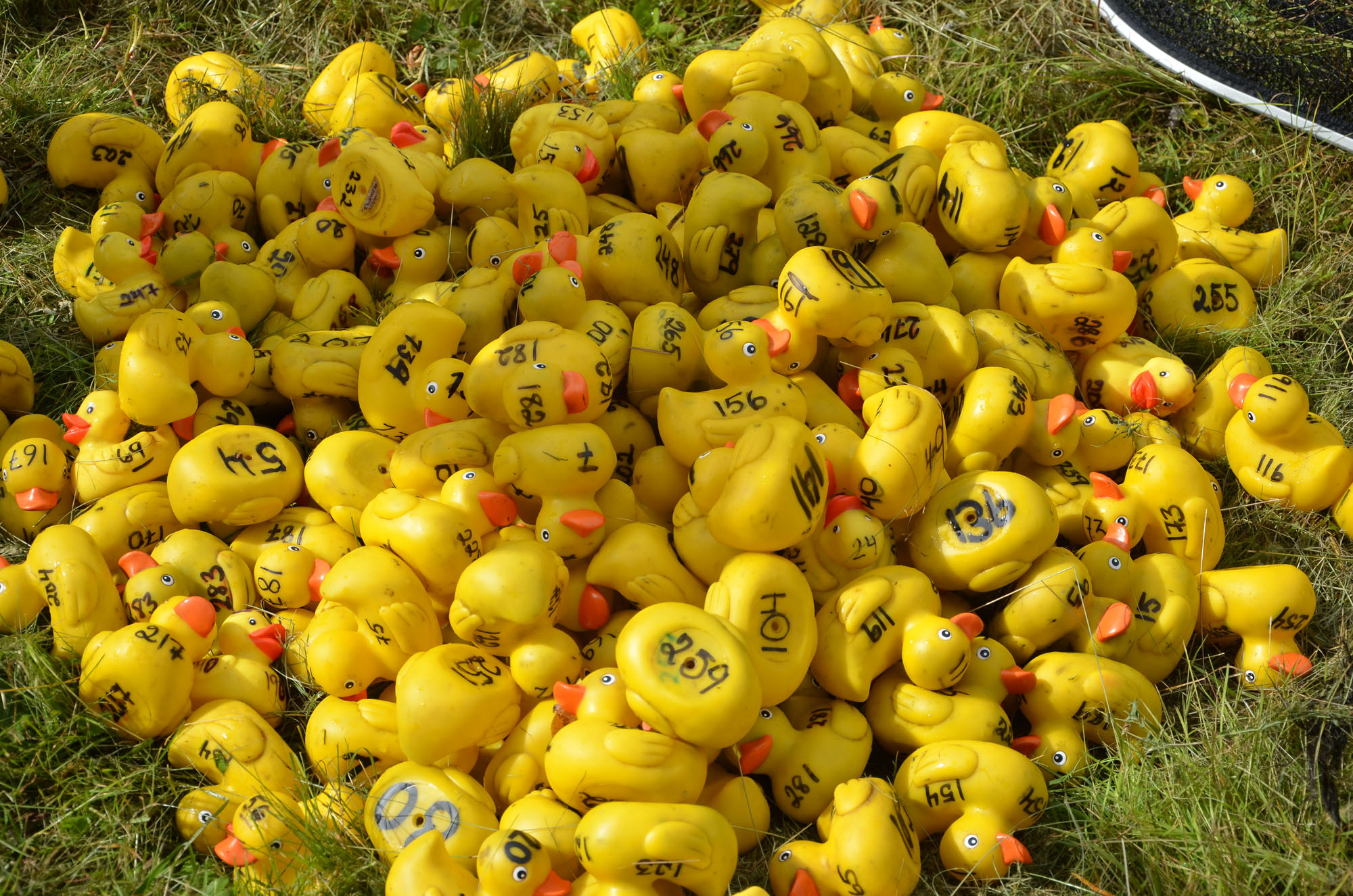 Röste.nu – Röstebilder – Ankrace i Galvån 2024