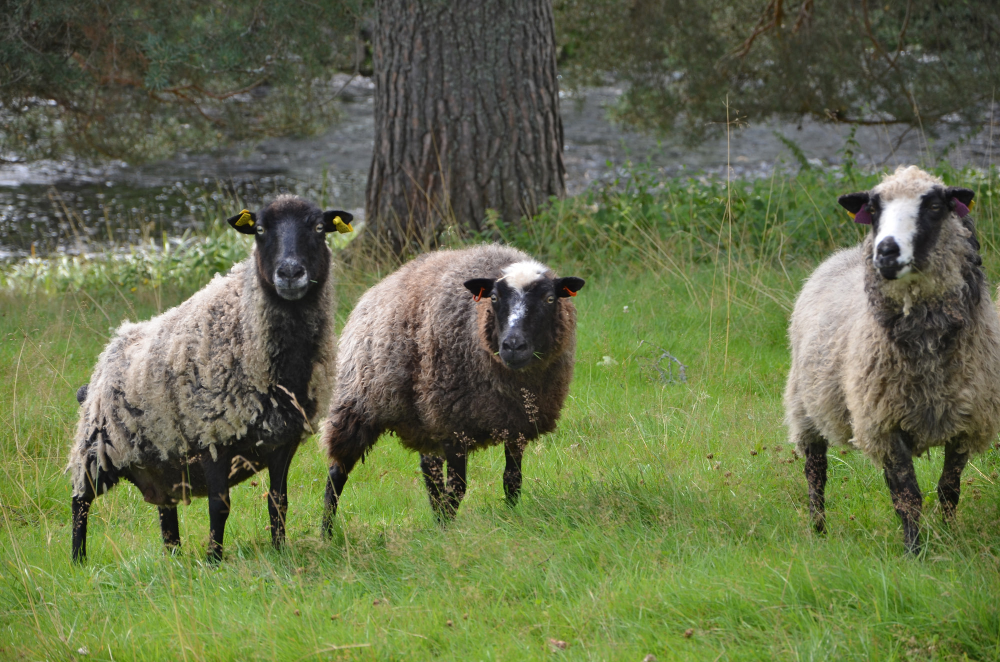 Röste.nu – Röstebilder – Ankrace i Galvån 2024