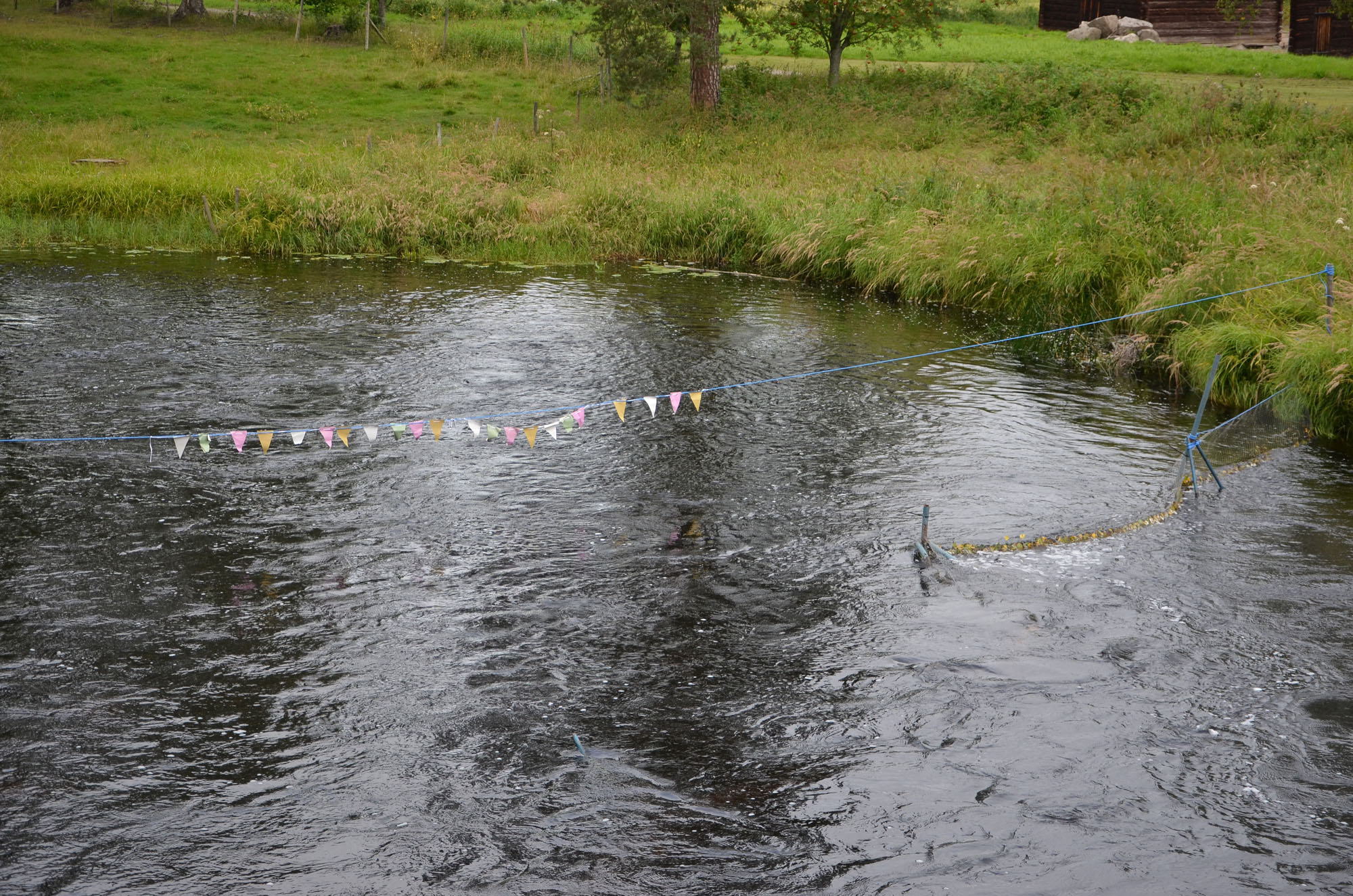 Röste.nu – Röstebilder – Ankrace i Galvån 2024