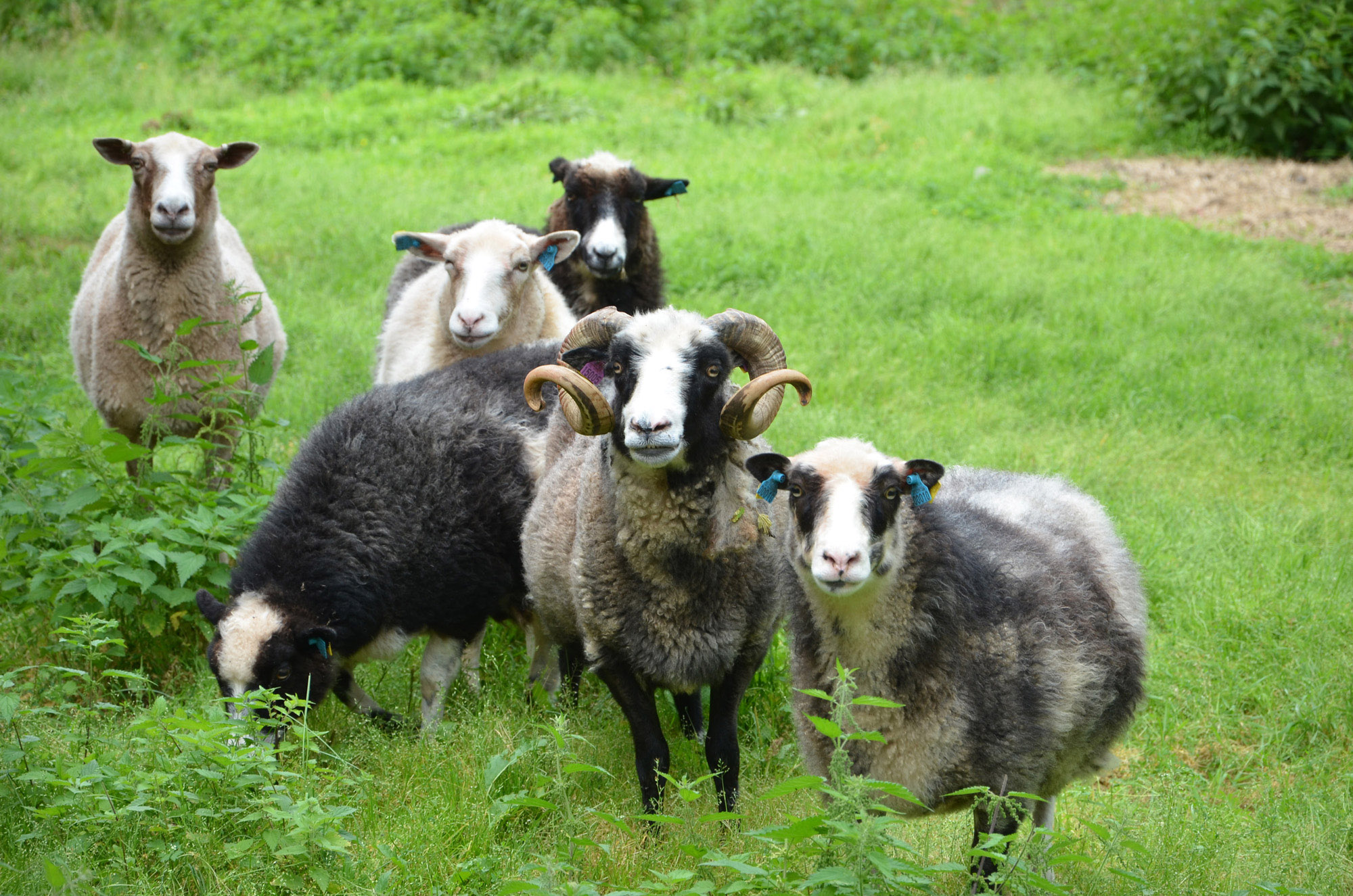 Röste.nu – Röstebilder – Ankrace i Galvån 2024