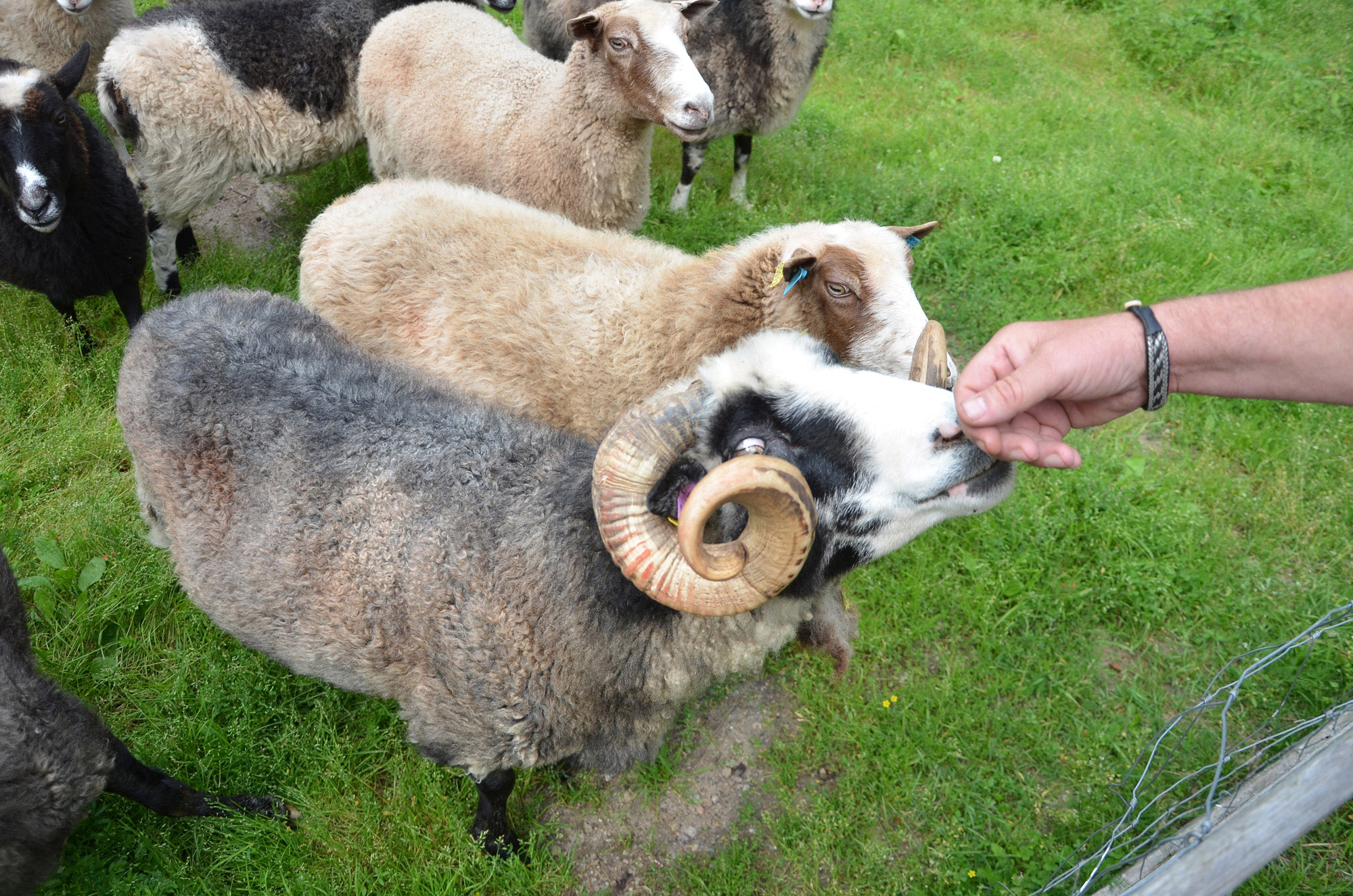 Röste.nu – Röstebilder – Ankrace i Galvån 2024