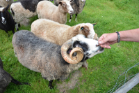 Röste.nu – Röstebilder – Ankrace nr 18 avgjordes i Röste 2024