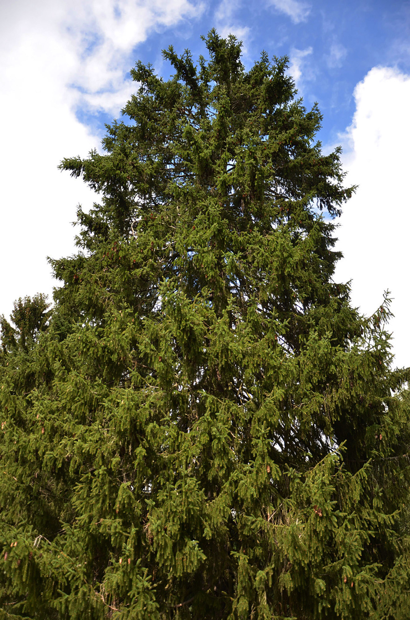 Röste.nu – Röstebilder – Ankrace i Galvån 2024