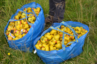 Röste.nu – Röstebilder – Ankrace nr 18 avgjordes i Röste 2024