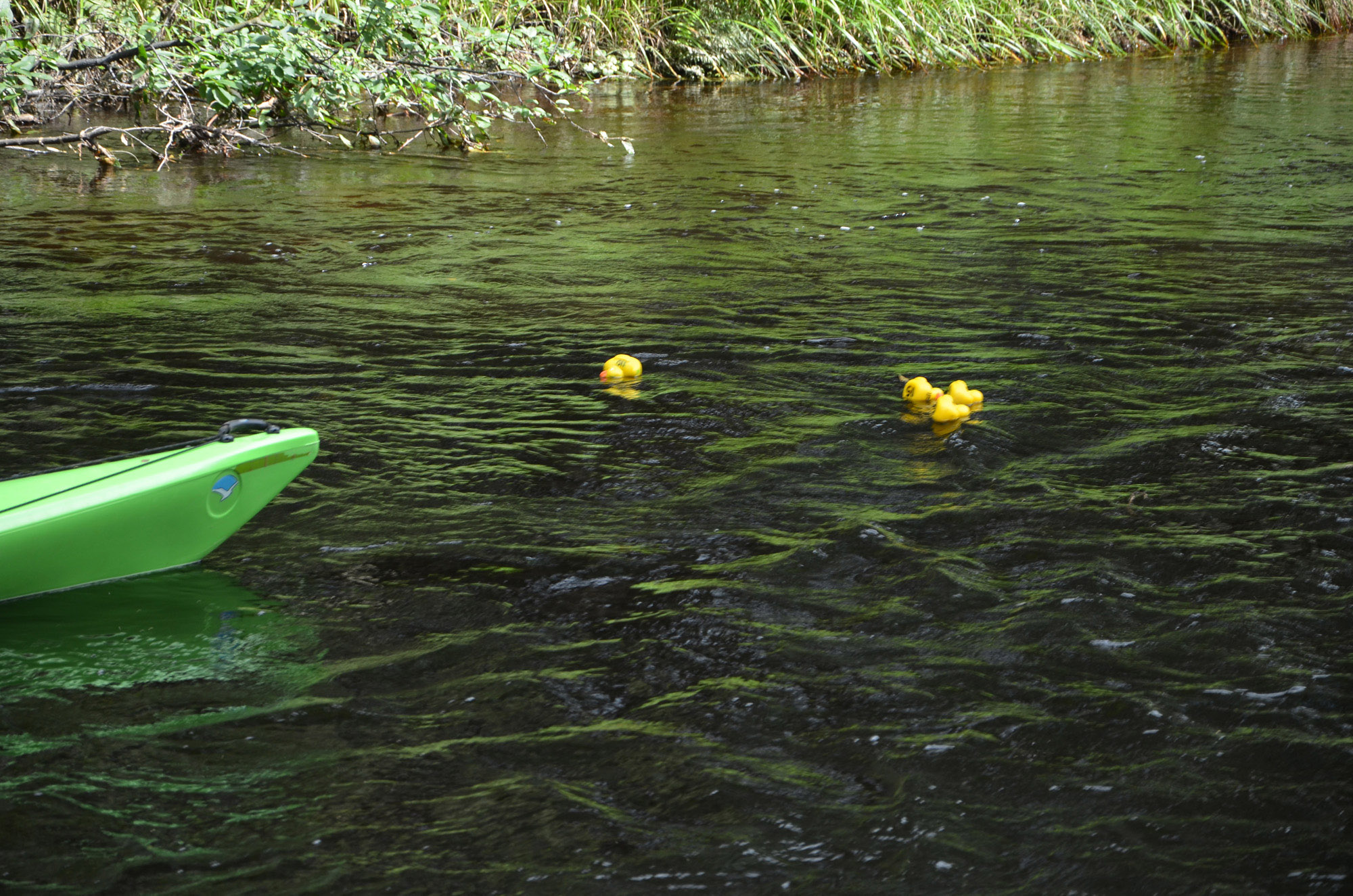 Röste.nu – Röstebilder – Ankrace i Galvån 2024