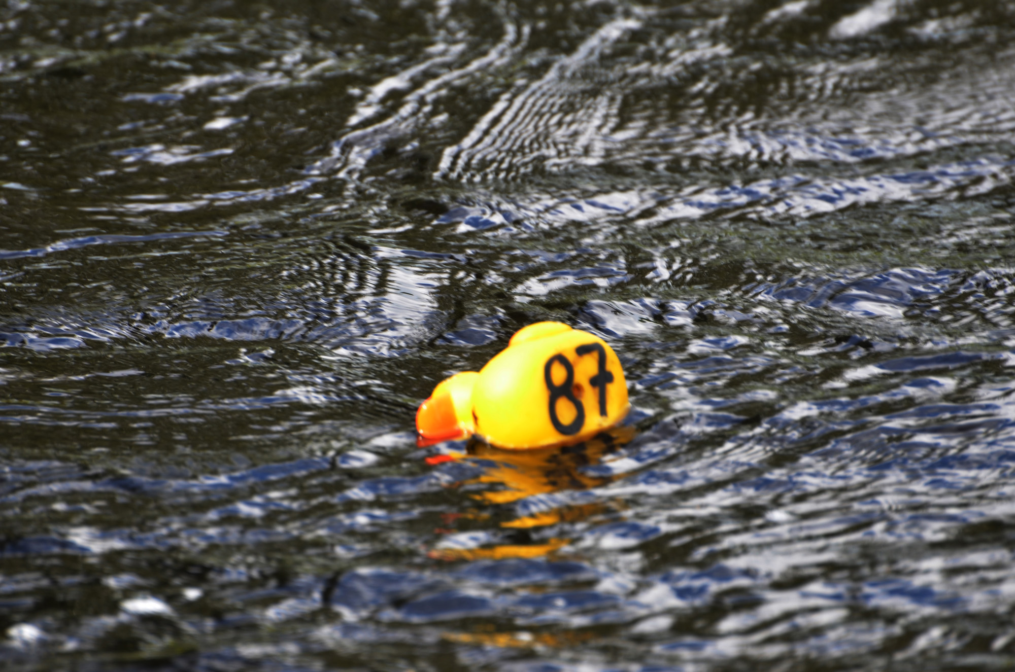 Röste.nu – Röstebilder – Ankrace i Galvån 2024