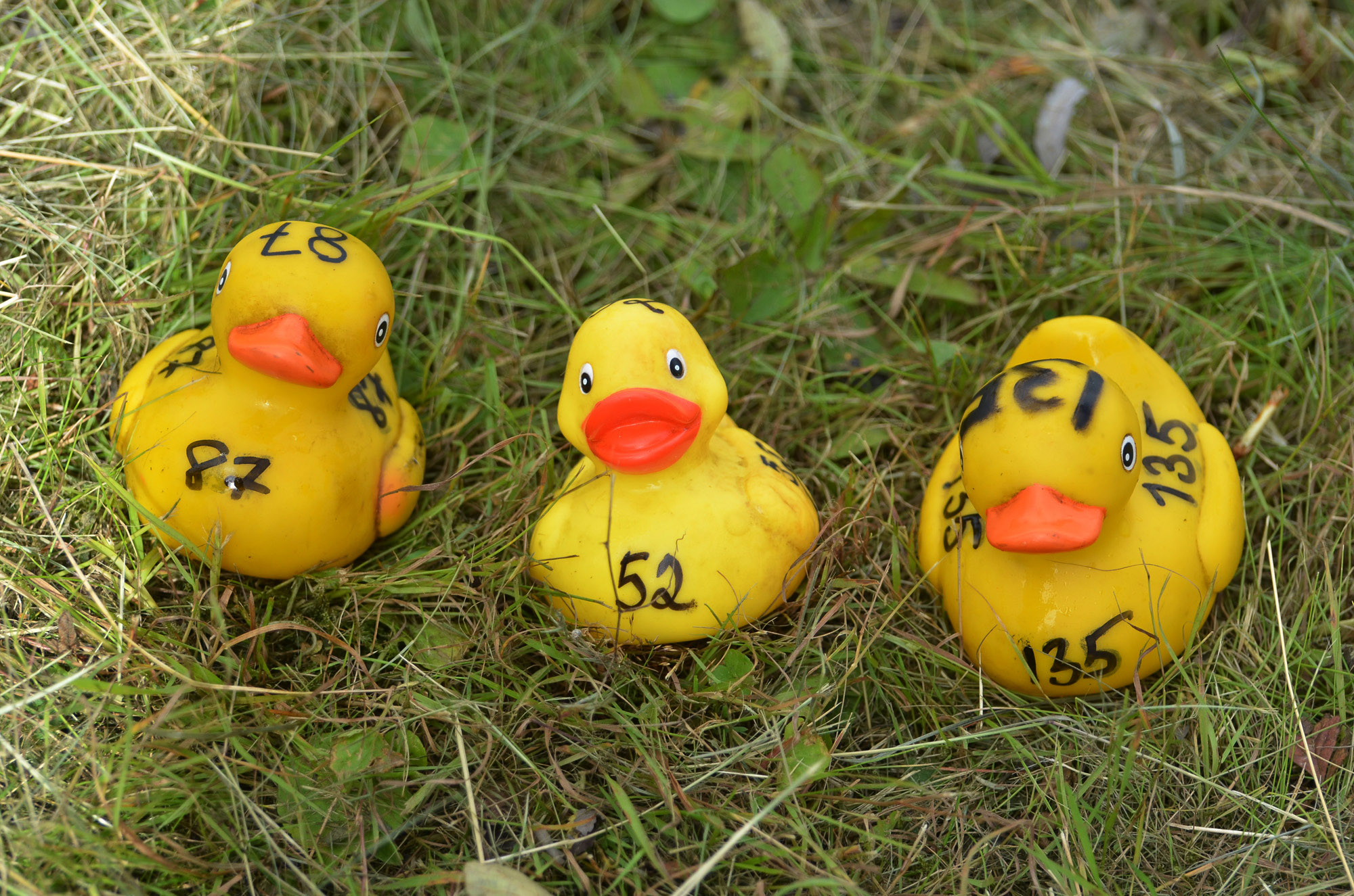 Röste.nu – Röstebilder – Ankrace i Galvån 2024