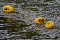 Röste.nu – Röstebilder – Ankrace i Galvån – 20-årsjubileum 2026
